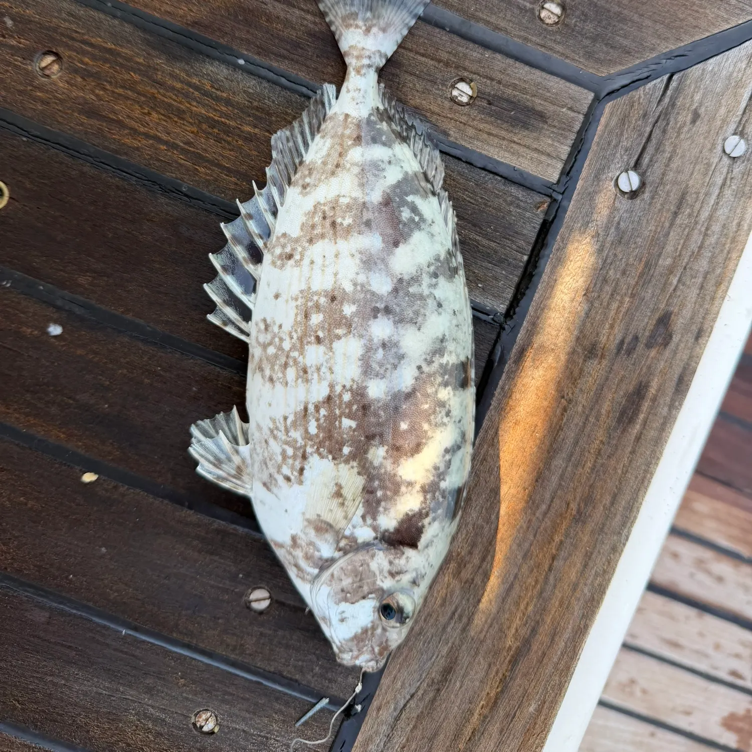 Black seabream caught on Fishbrain