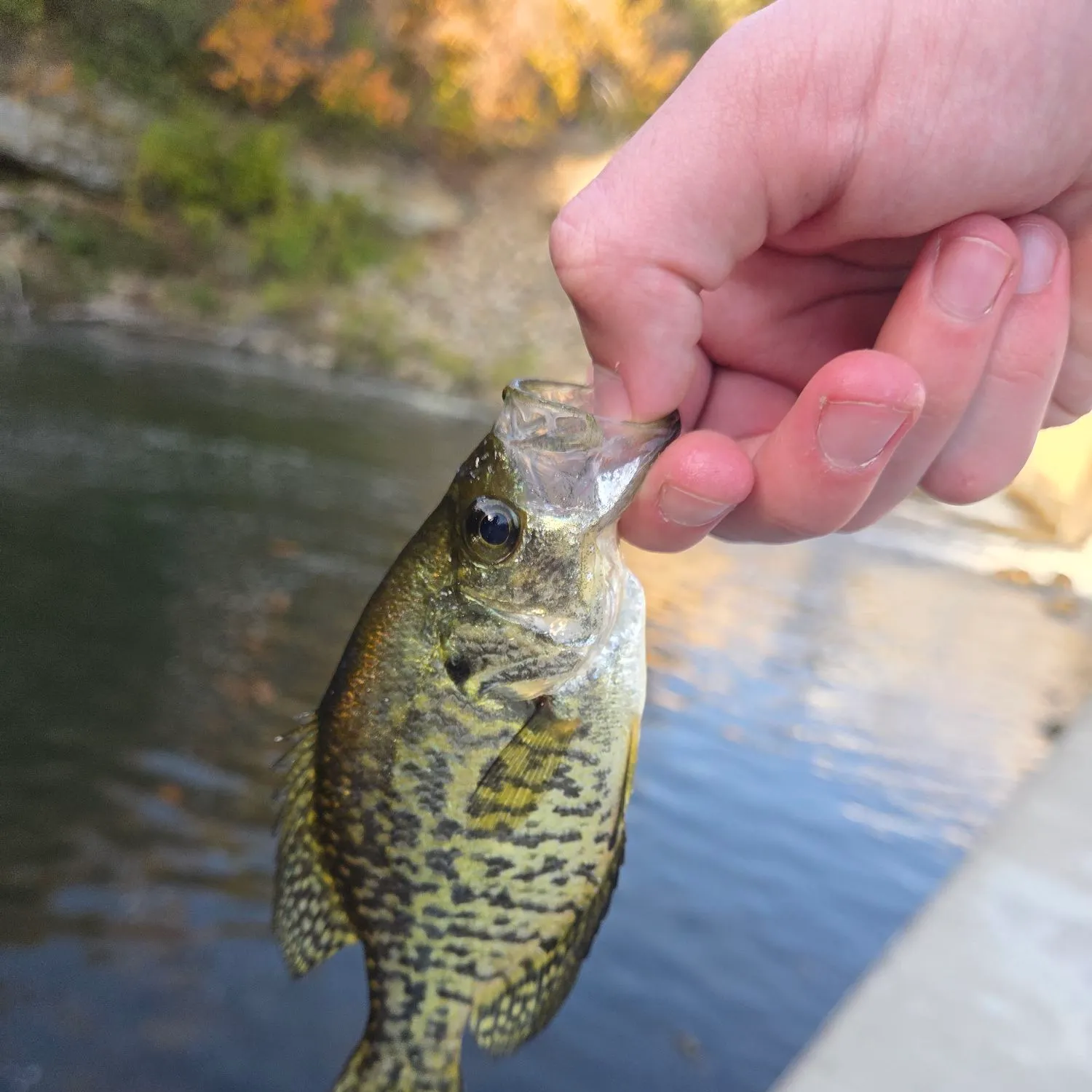 Black crappie caught on Fishbrain