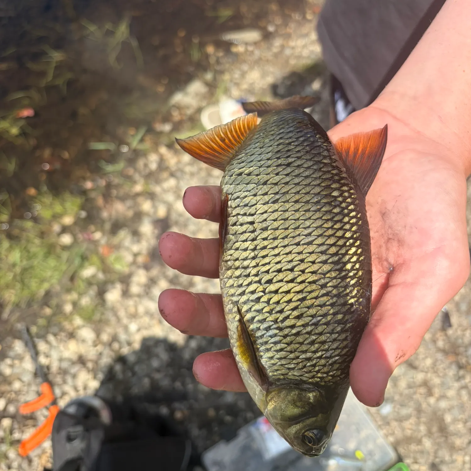 Golden shiner caught on Fishbrain