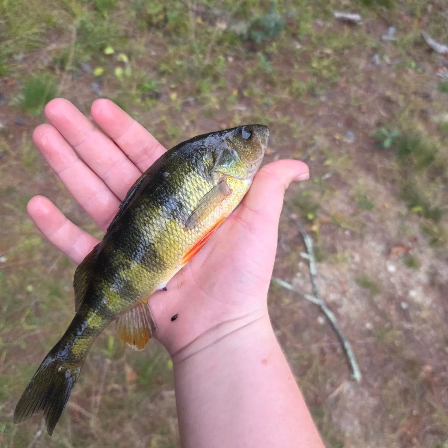 Yellow perch caught on Fishbrain