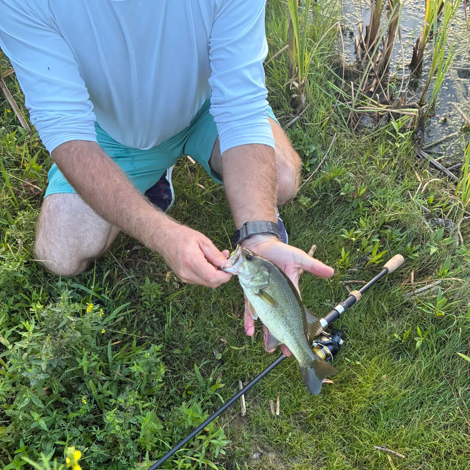 Largemouth bass caught on Fishbrain
