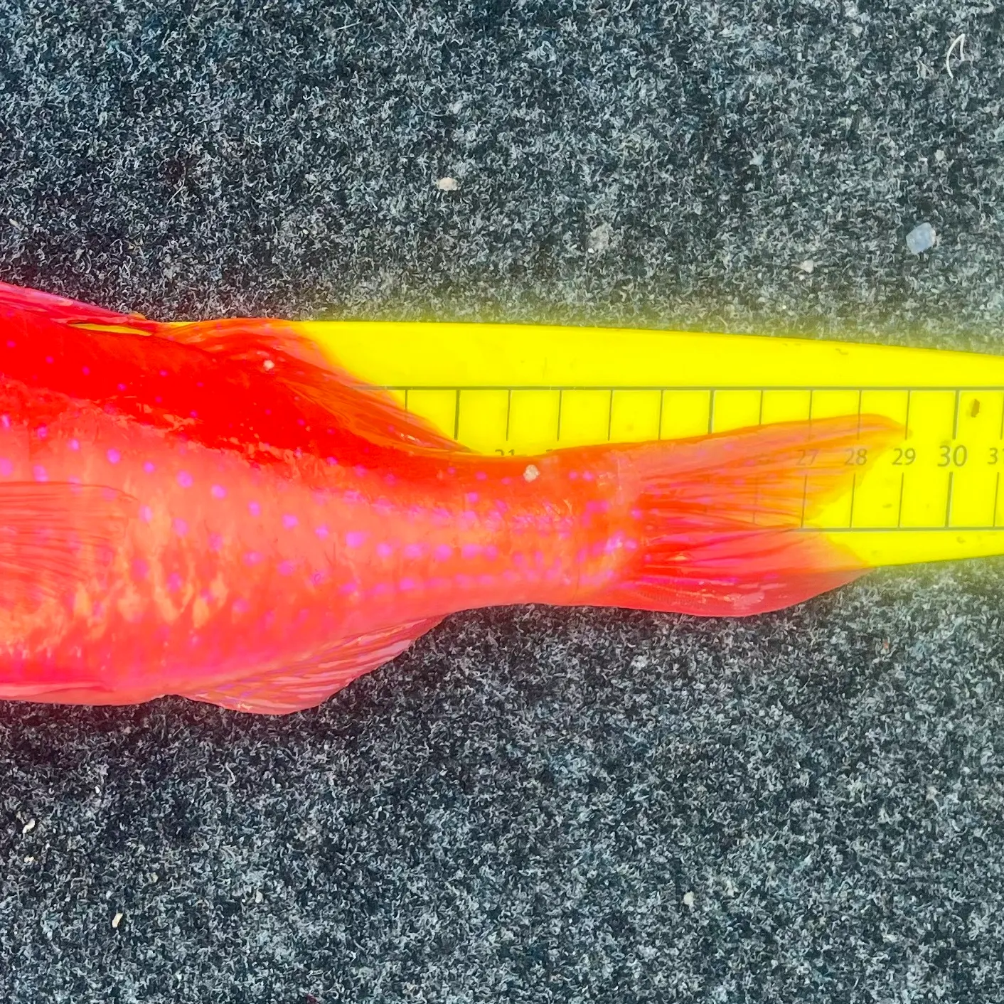 The most recent Red mullet catches on Fishbrain