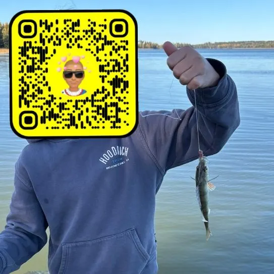 European perch caught on Fishbrain