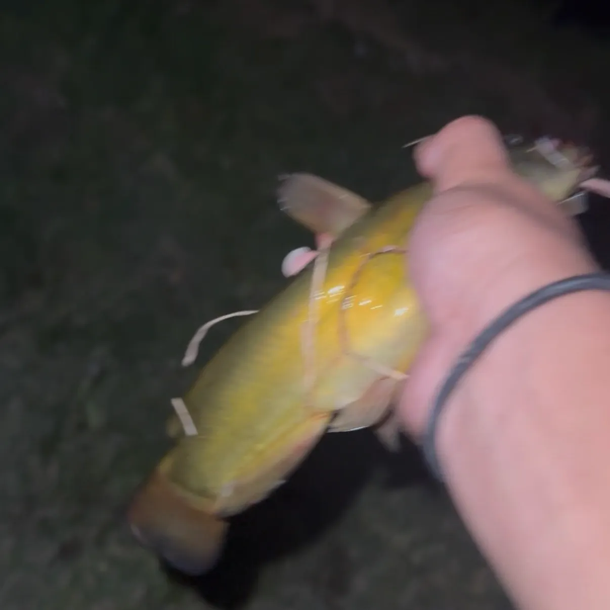 Yellow bullhead caught on Fishbrain