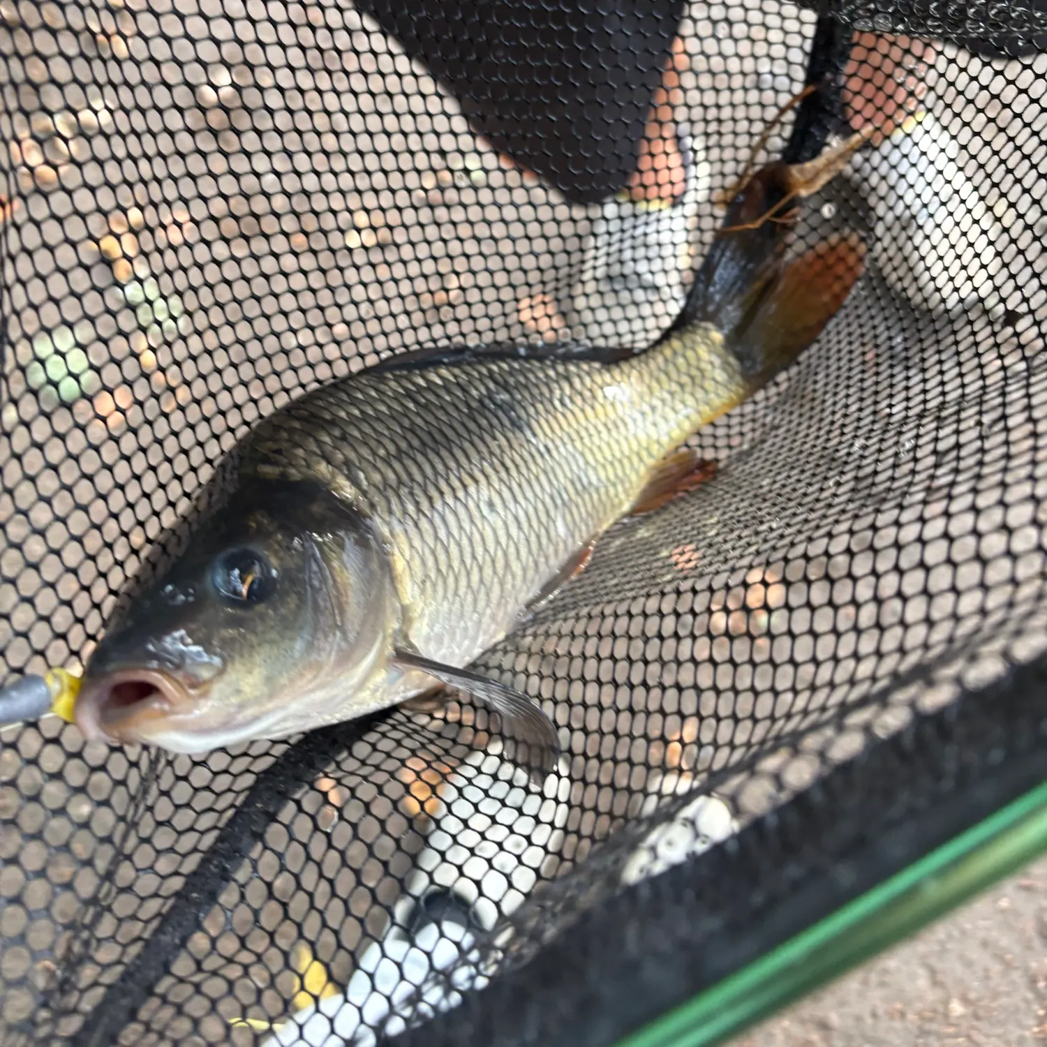 Common carp caught on Fishbrain