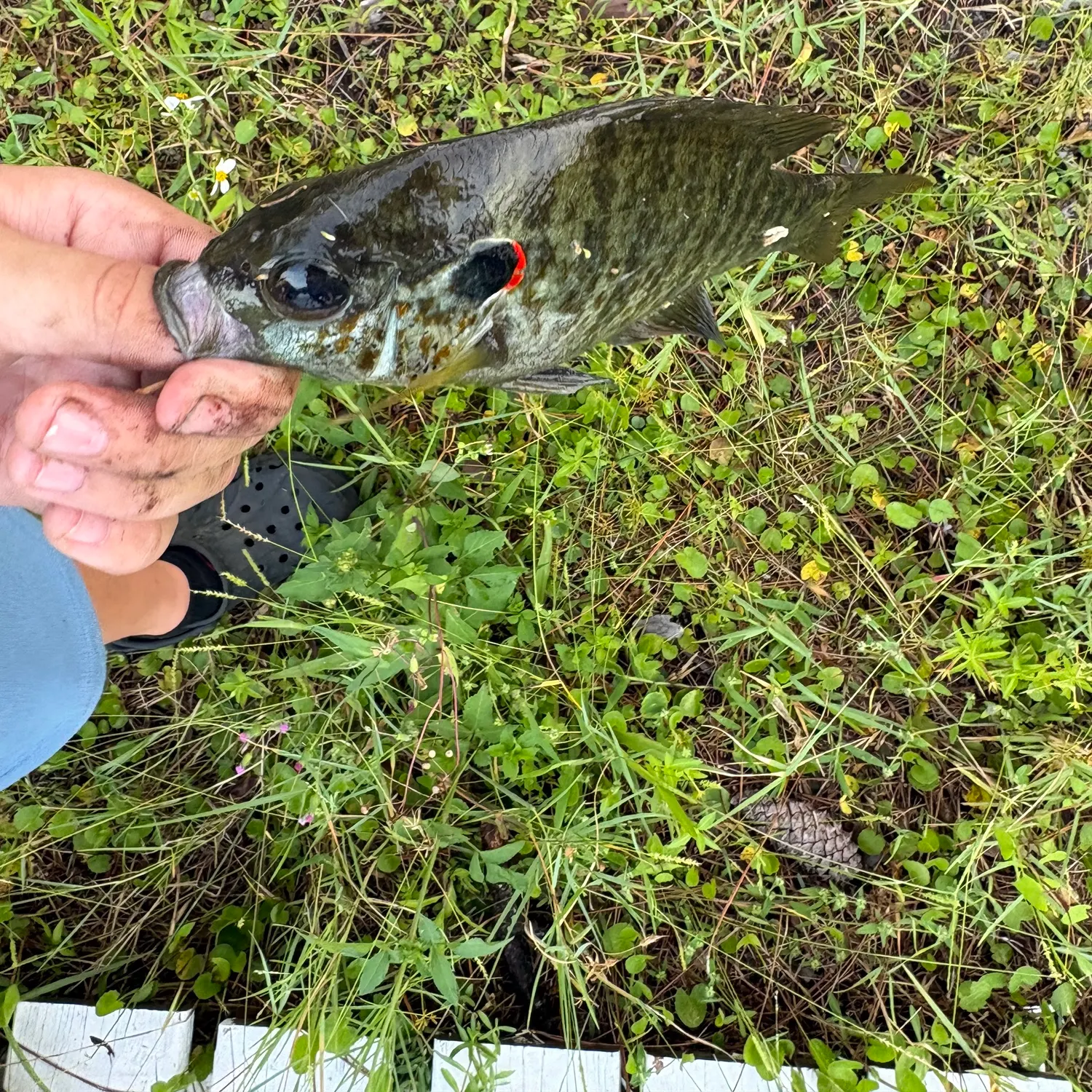 Redear sunfish caught on Fishbrain