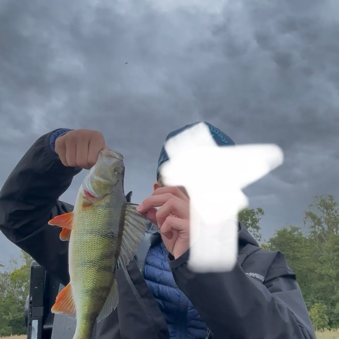 European perch caught on Fishbrain