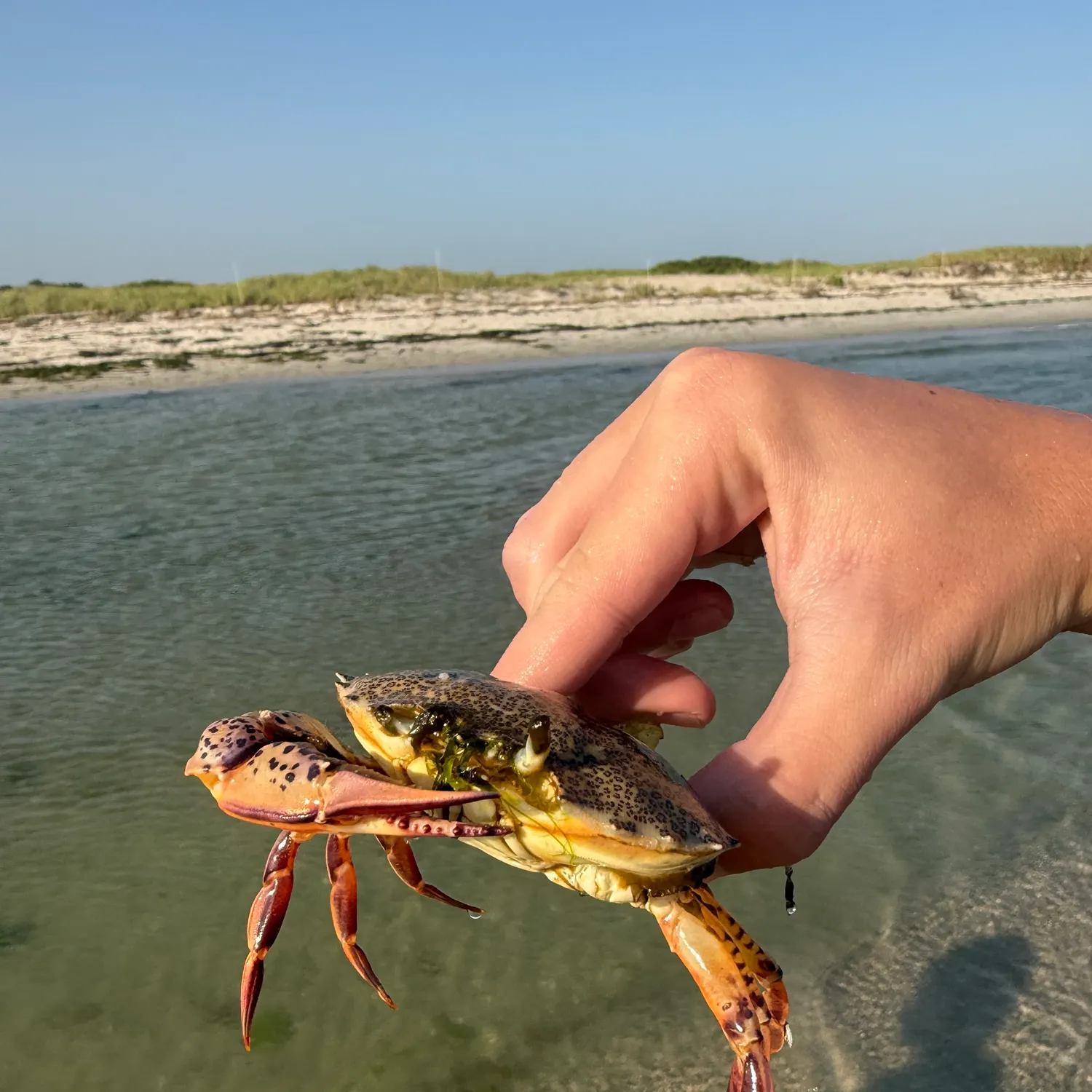 The most recent Ocellate lady crab catches on Fishbrain