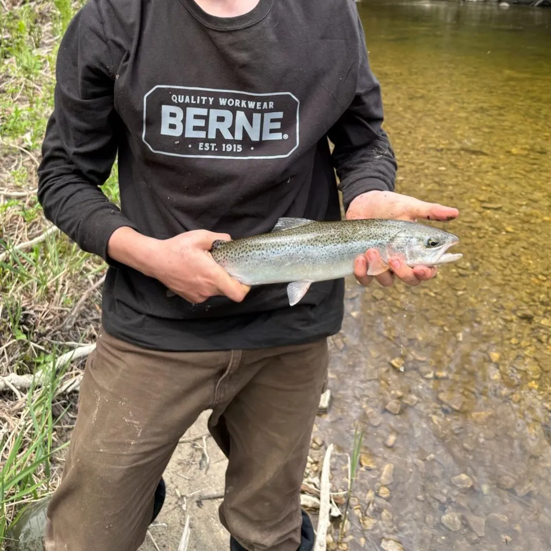 Steelhead caught on Fishbrain