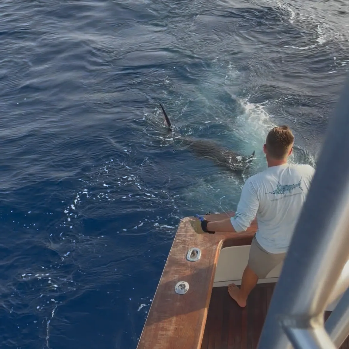 The most recent Indo-Pacific blue marlin catches on Fishbrain