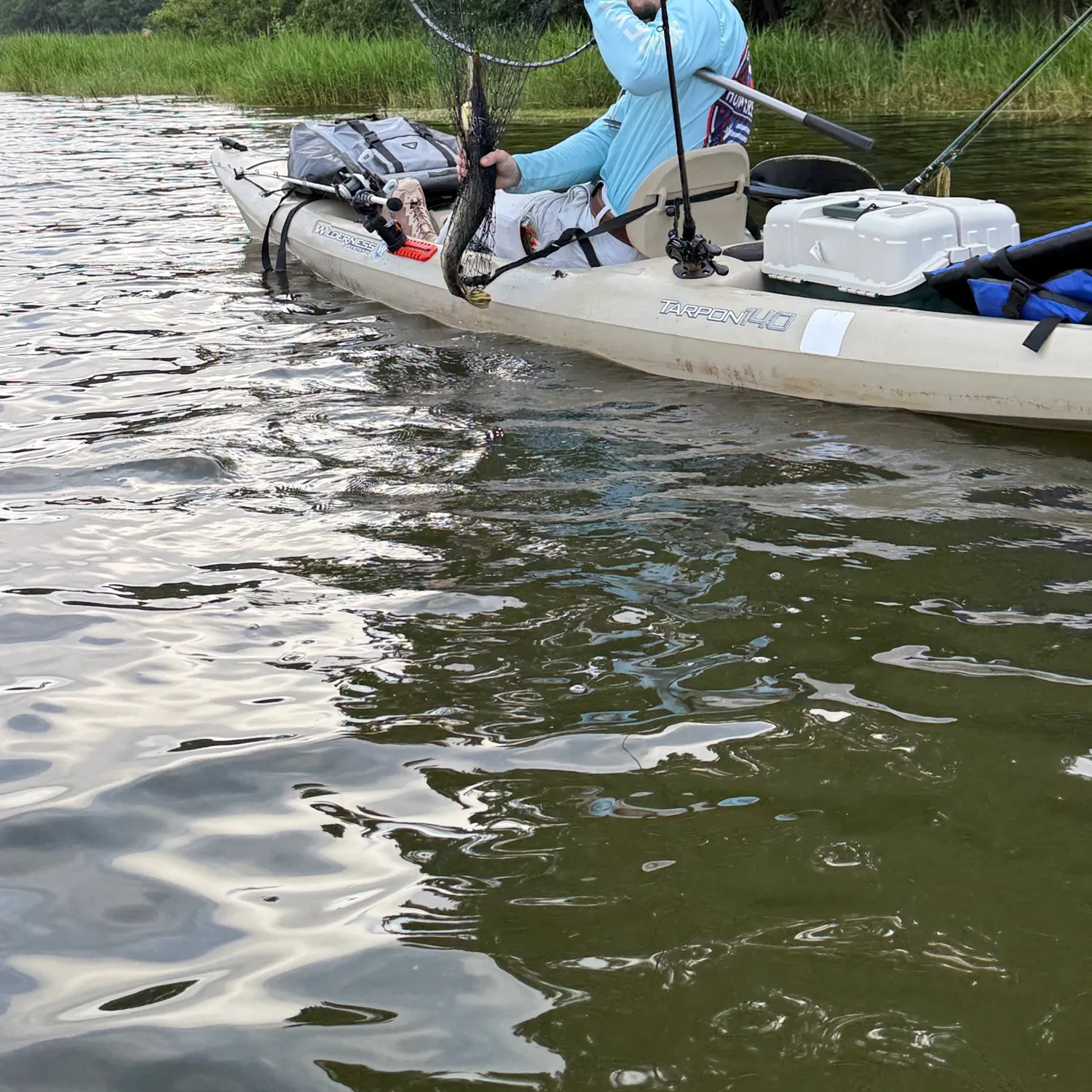 The most recent Needlenose gar catches on Fishbrain
