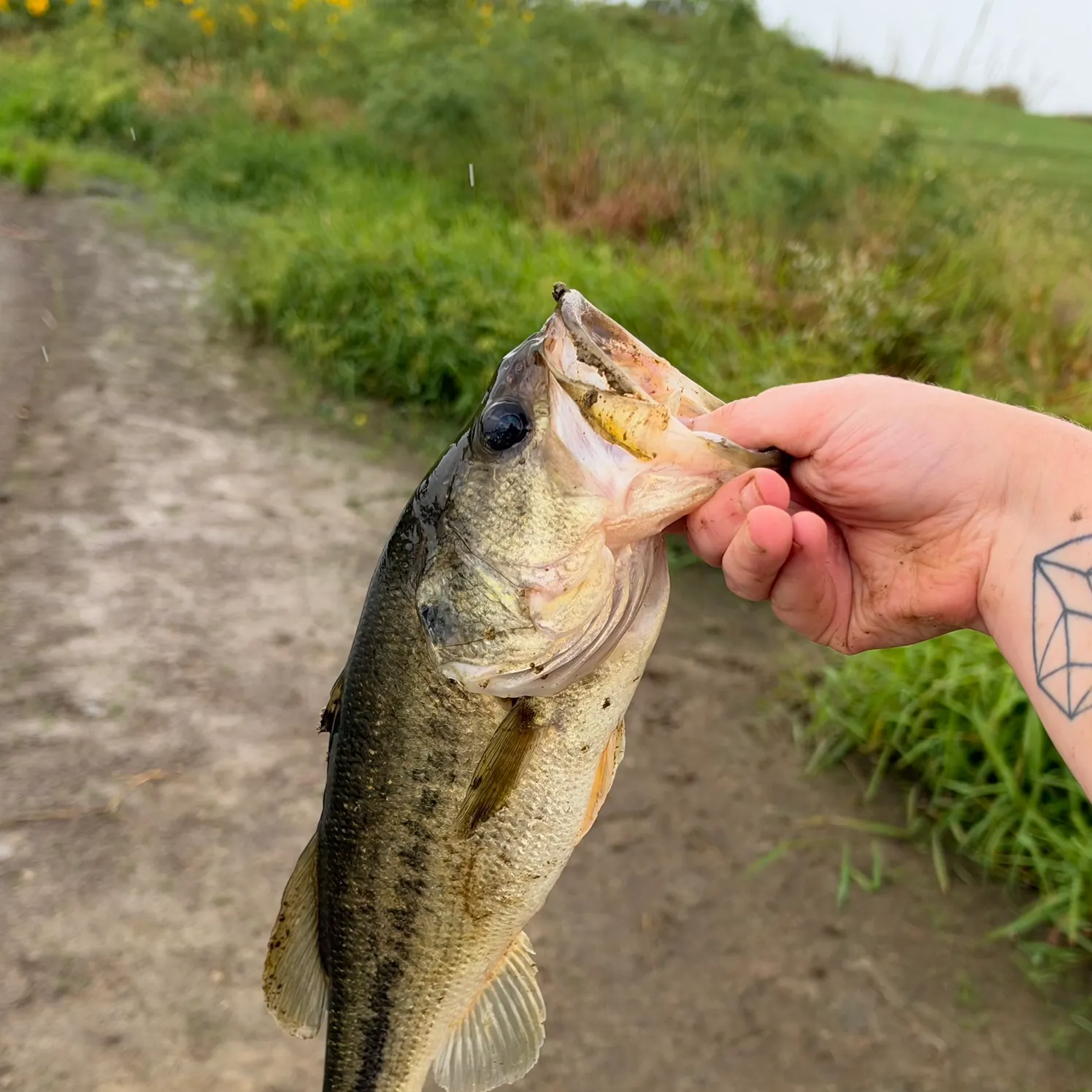 Largemouth bass caught on Fishbrain