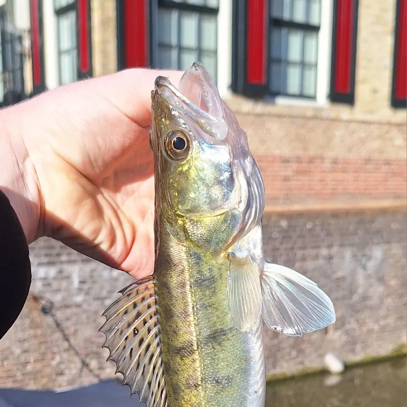 Zander caught on Fishbrain