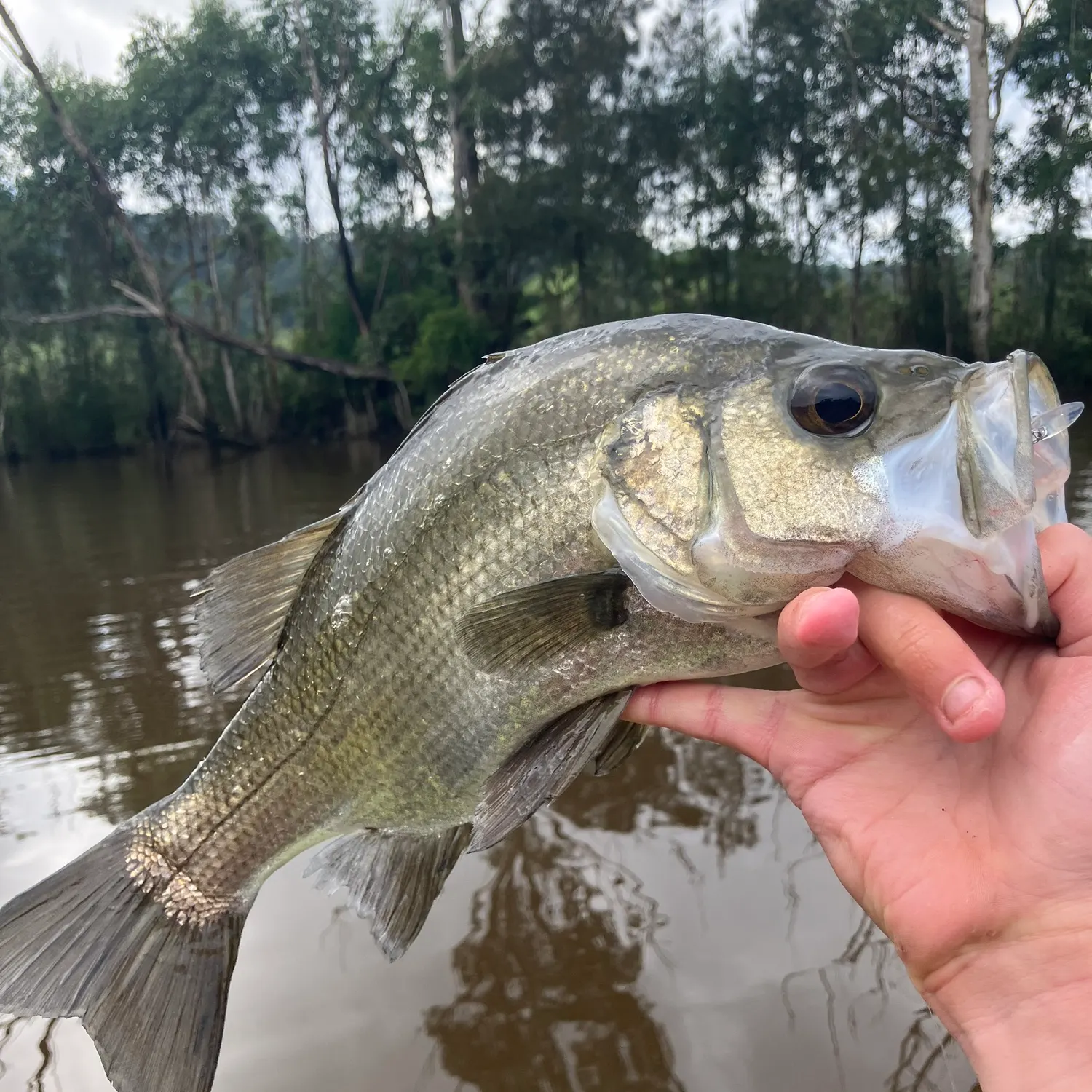most liked catch image