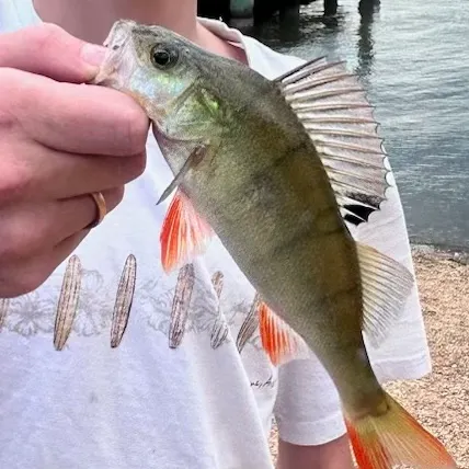 The most recent European perch catches on Fishbrain