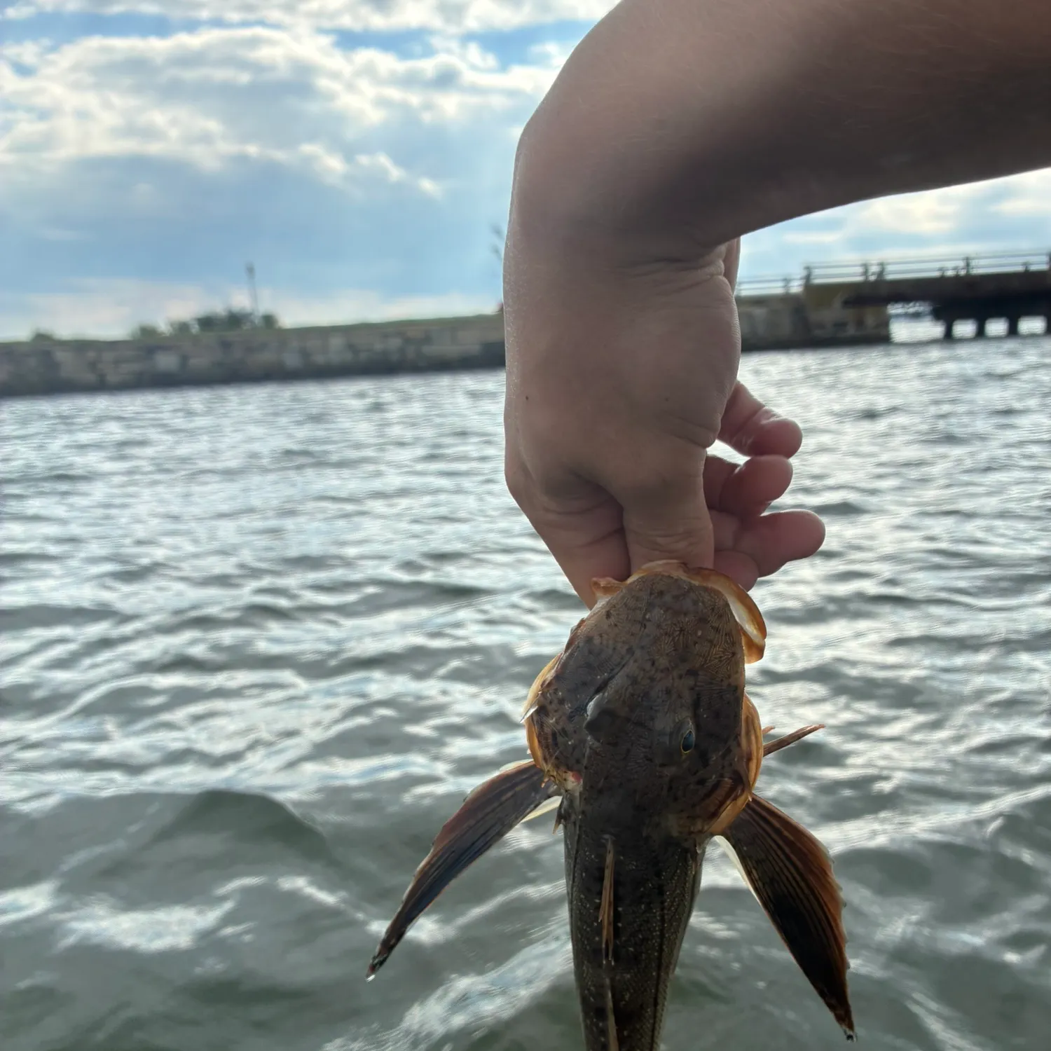 Striped searobin caught on Fishbrain