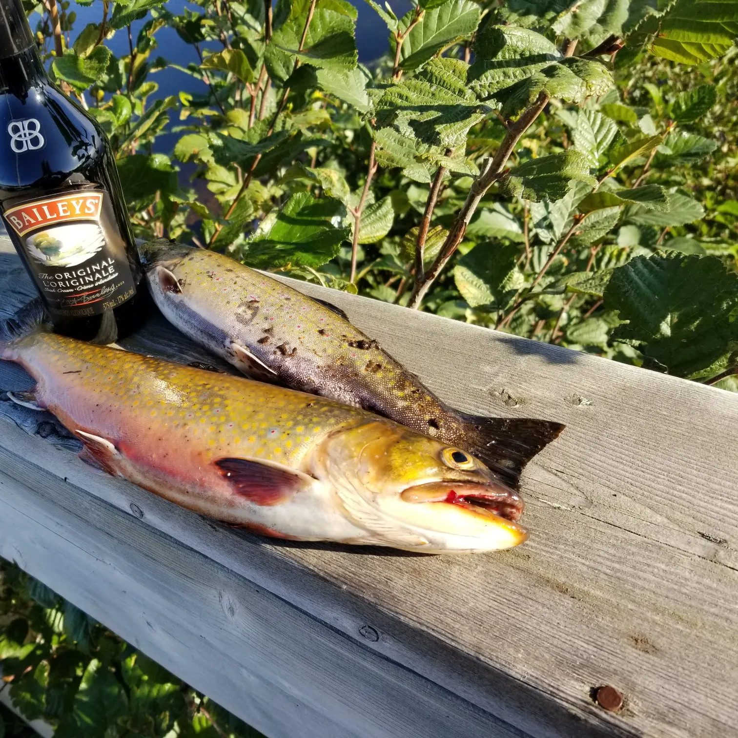 Fish caught on Fishbrain