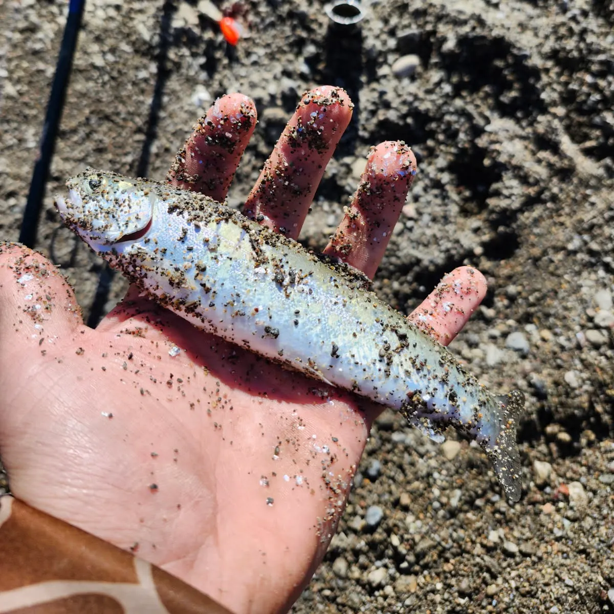 The most recent Steelhead catches on Fishbrain