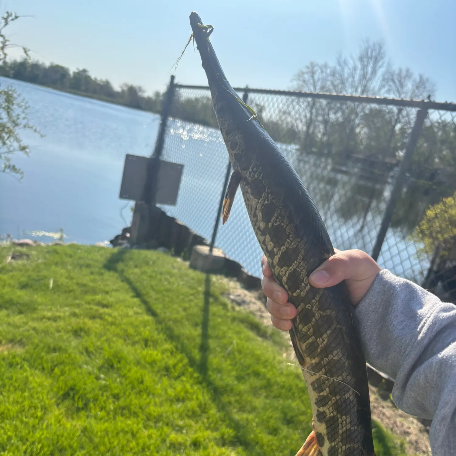 The most recent Spotted gar catches on Fishbrain