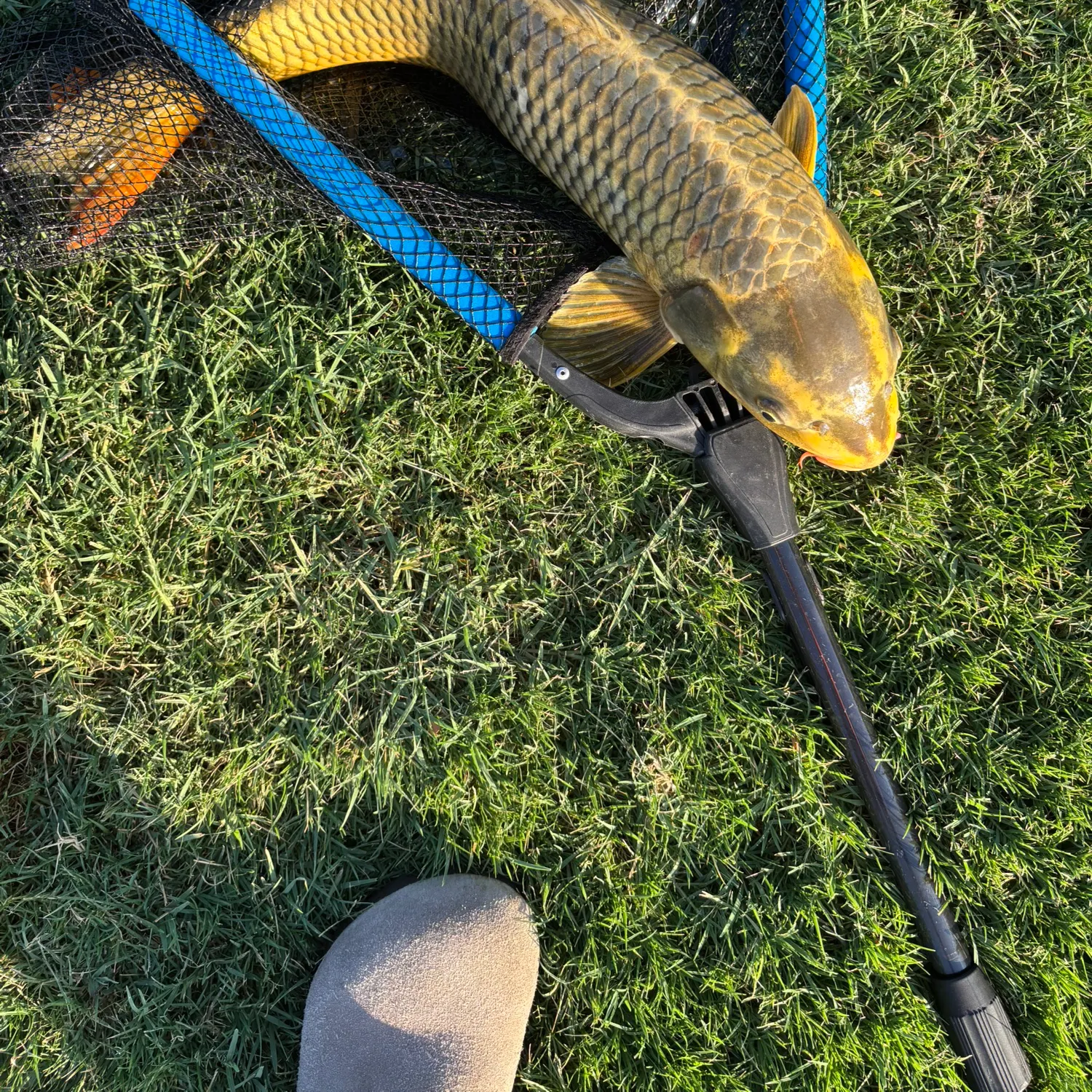 Common carp caught on Fishbrain