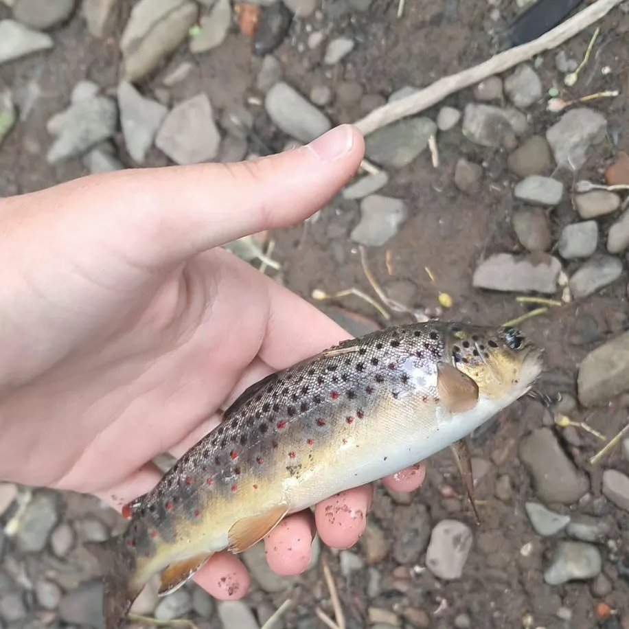 Brown trout caught on Fishbrain
