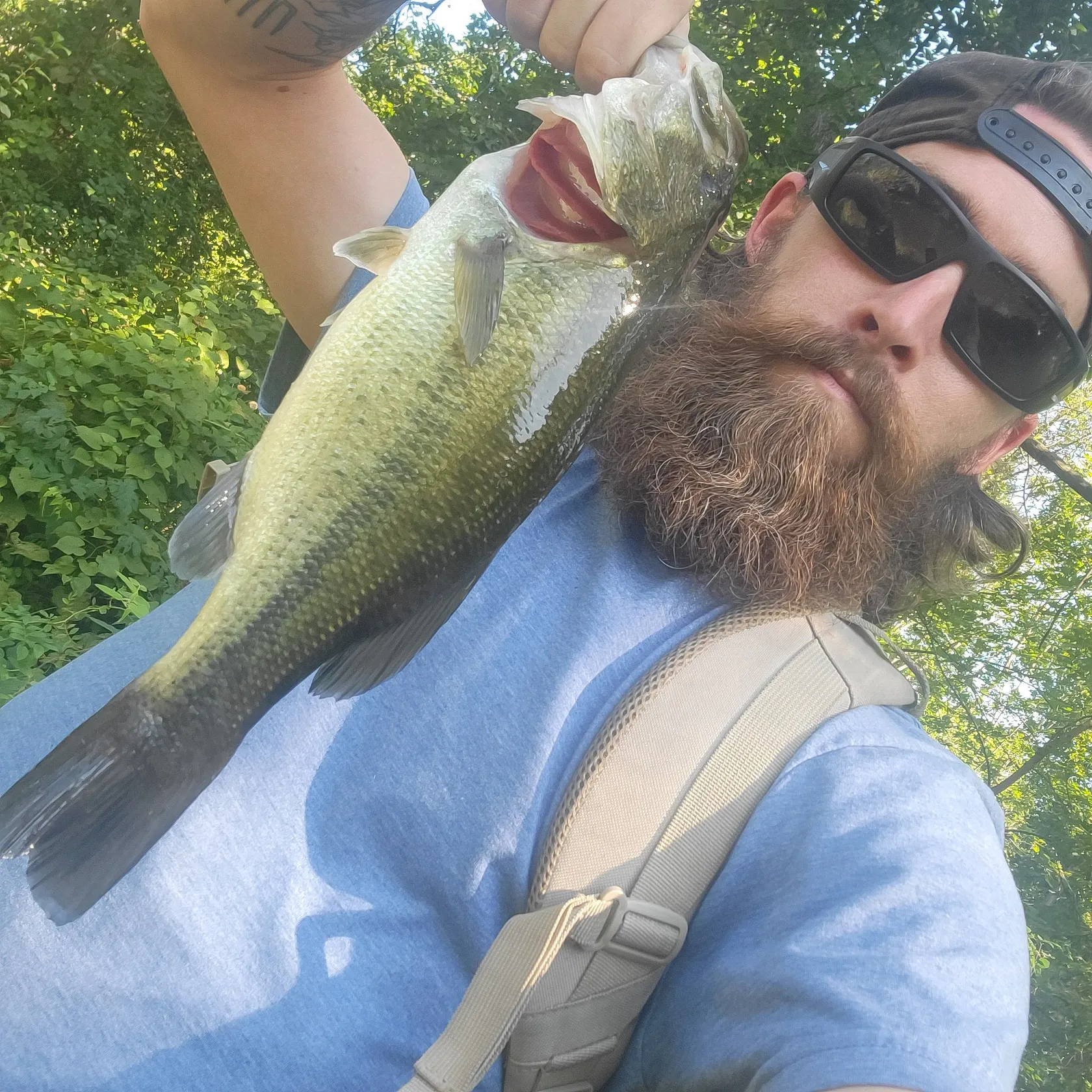 Largemouth bass caught on Fishbrain
