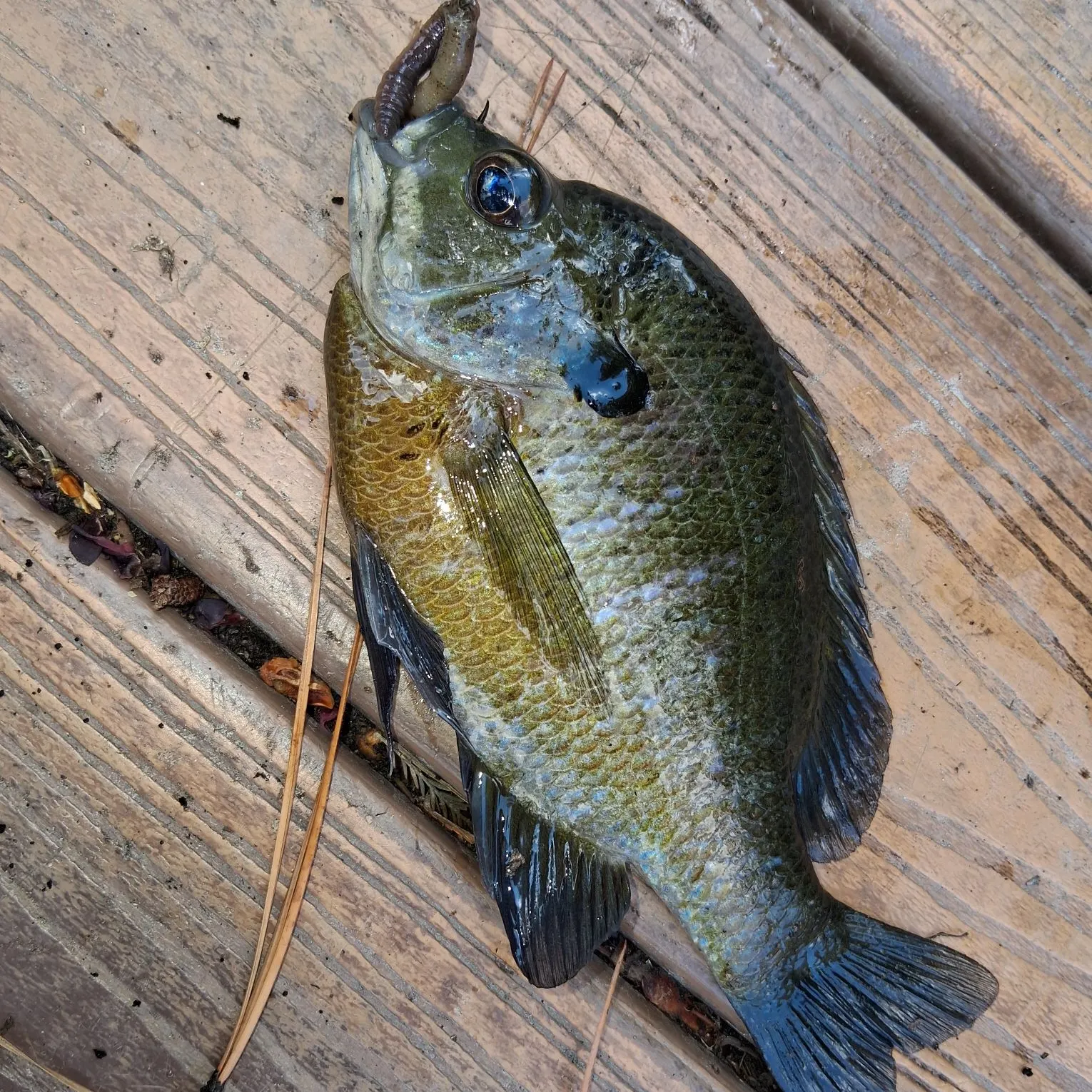 Bluegill caught on Fishbrain