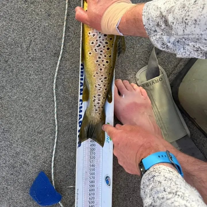 The most recent Brown trout catches on Fishbrain