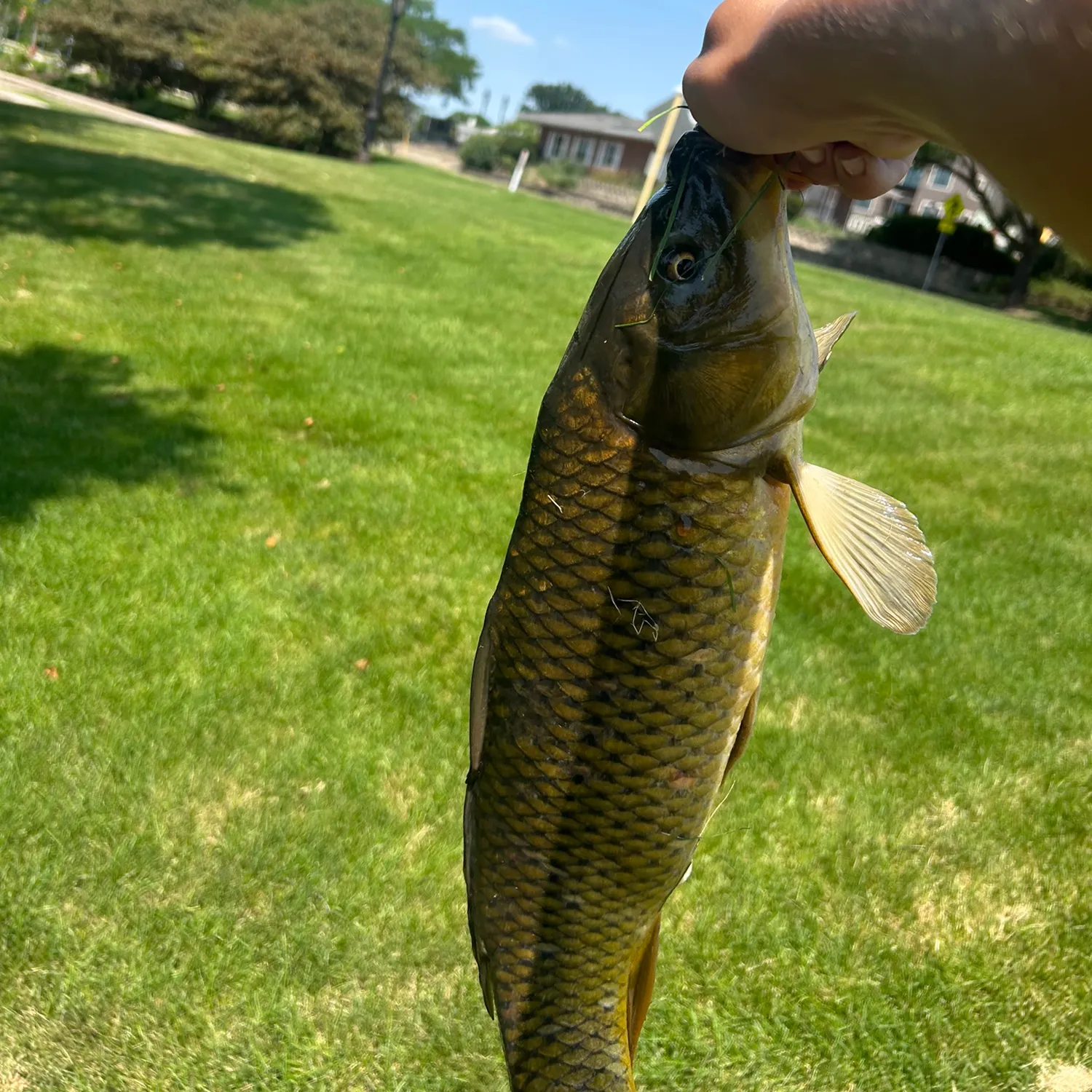 Common carp caught on Fishbrain