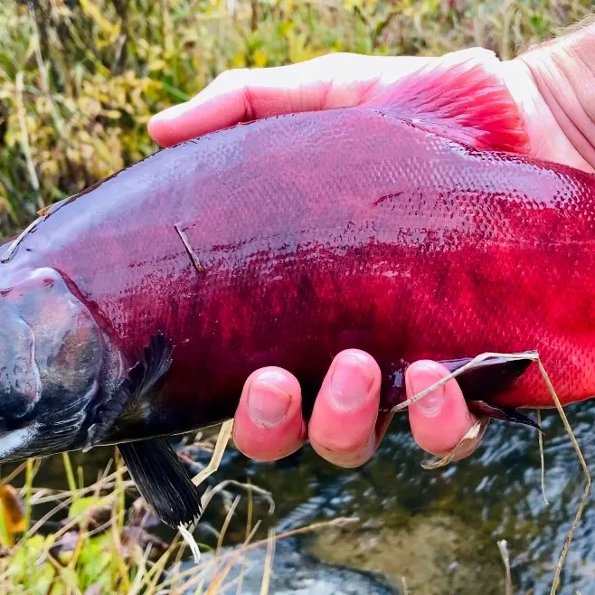 Kokanee salmon caught on Fishbrain