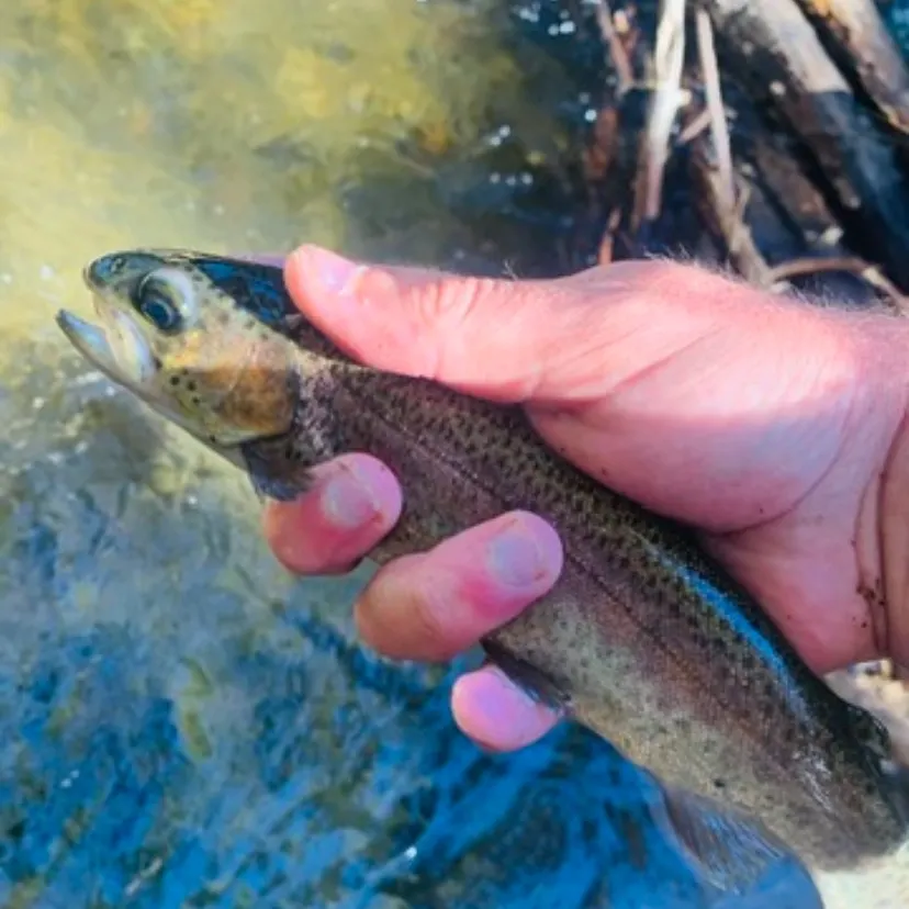 Rainbow trout caught on Fishbrain