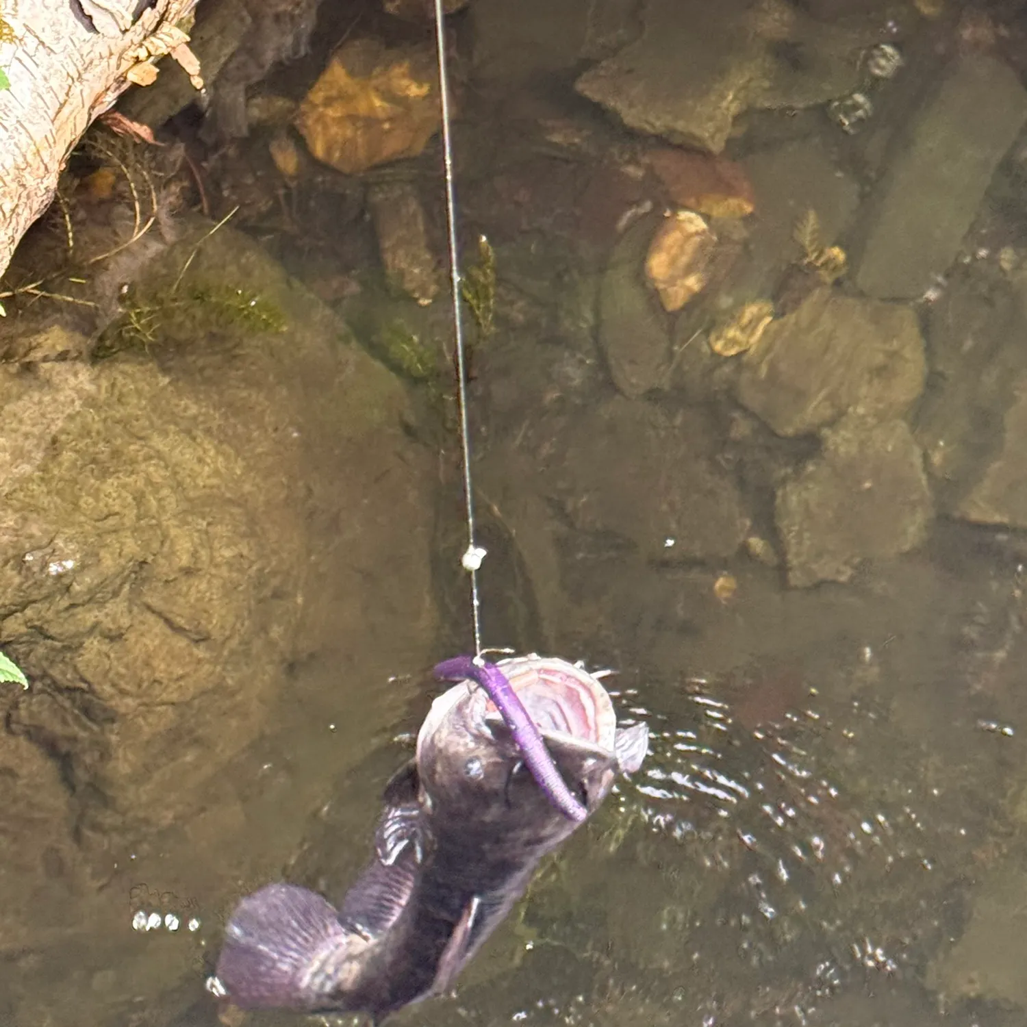 Black bullhead caught on Fishbrain