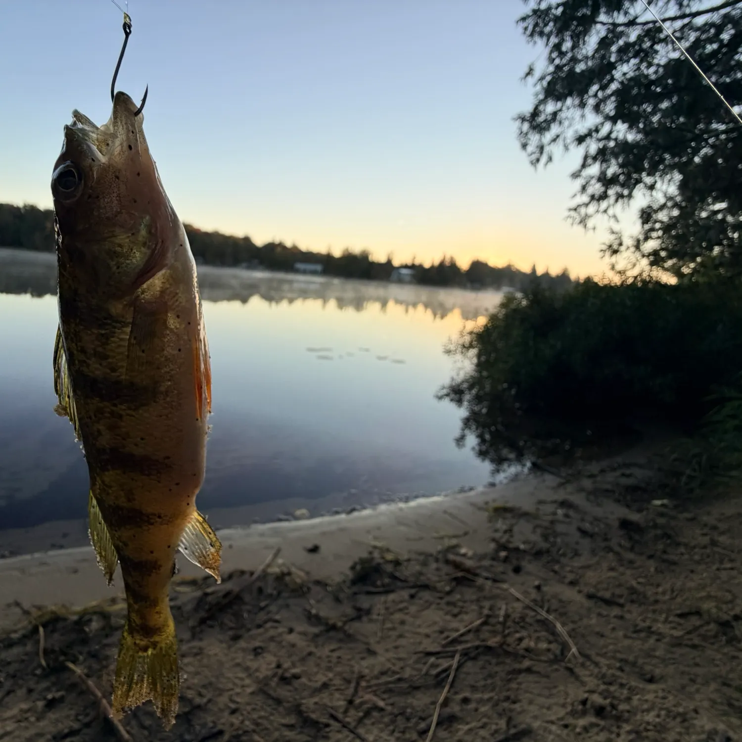 Yellow perch caught on Fishbrain