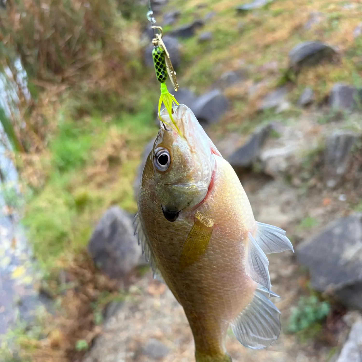 Bluegill caught on Fishbrain