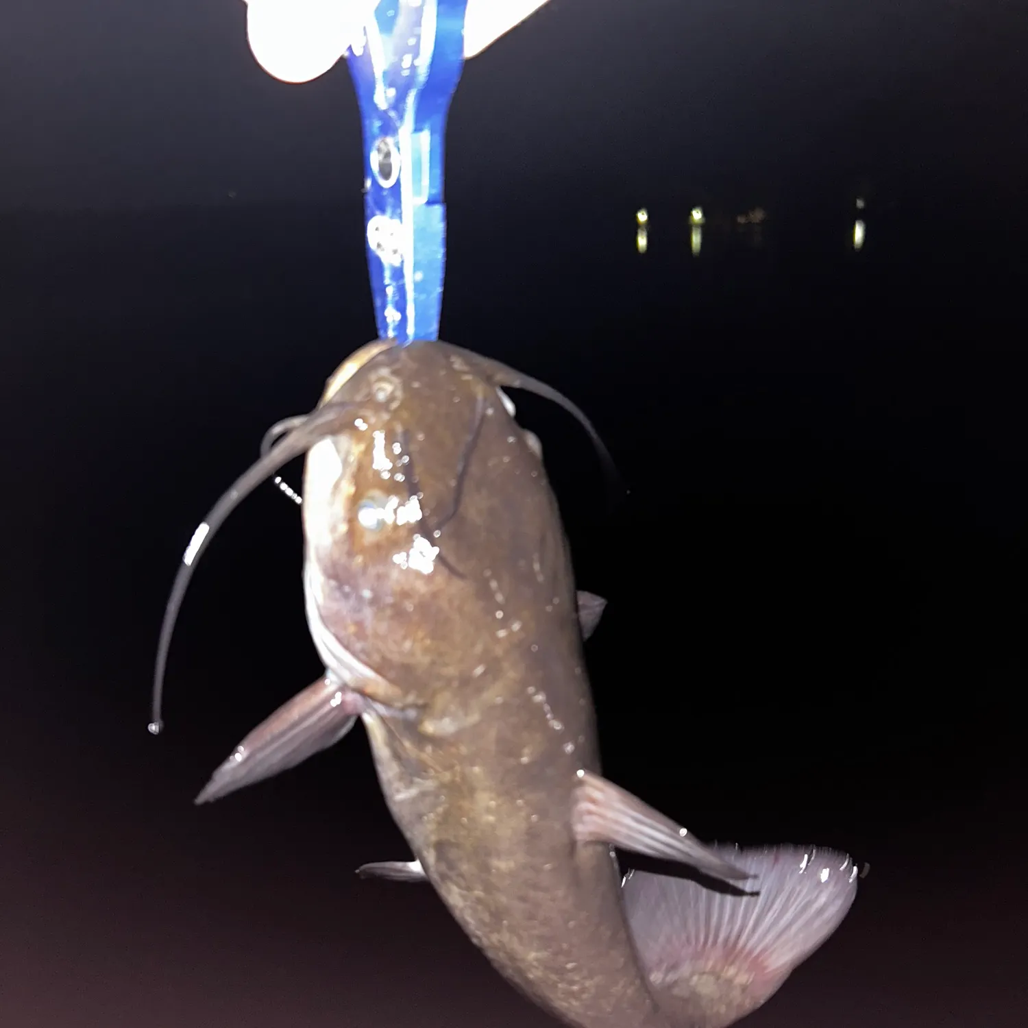Brown bullhead caught on Fishbrain