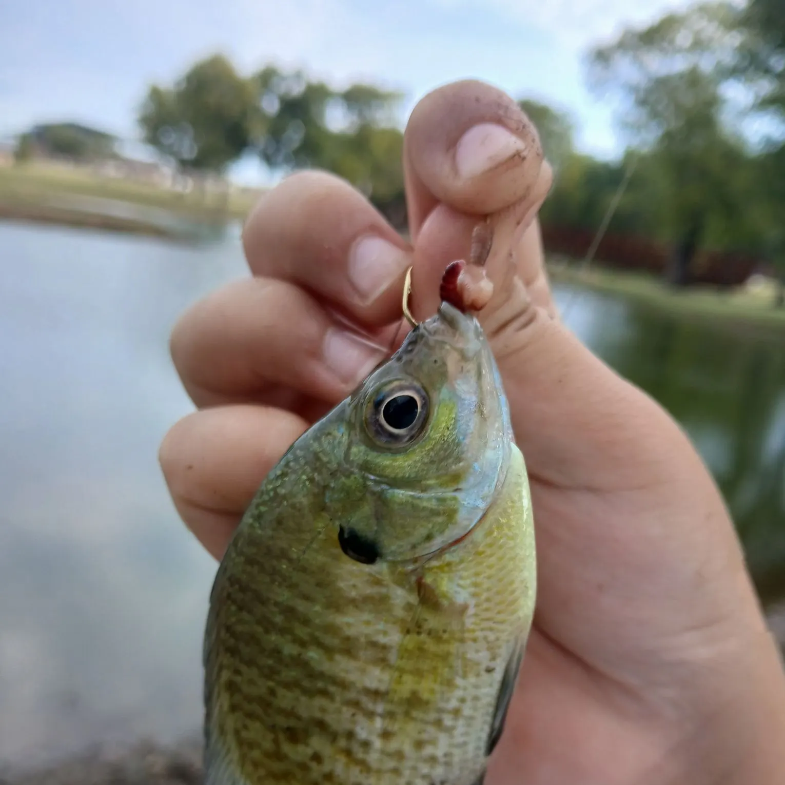 Bluegill caught on Fishbrain
