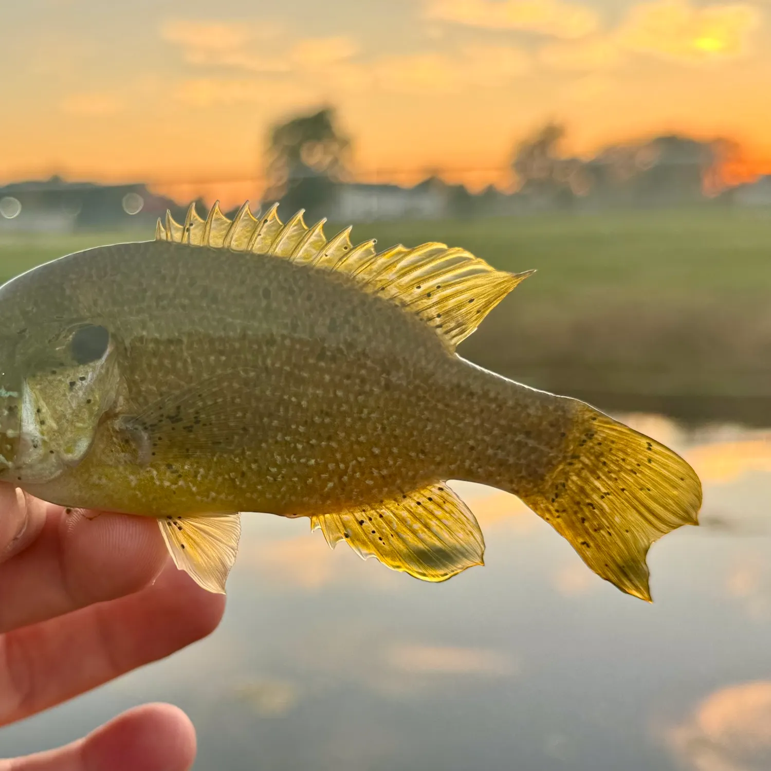 Green sunfish caught on Fishbrain