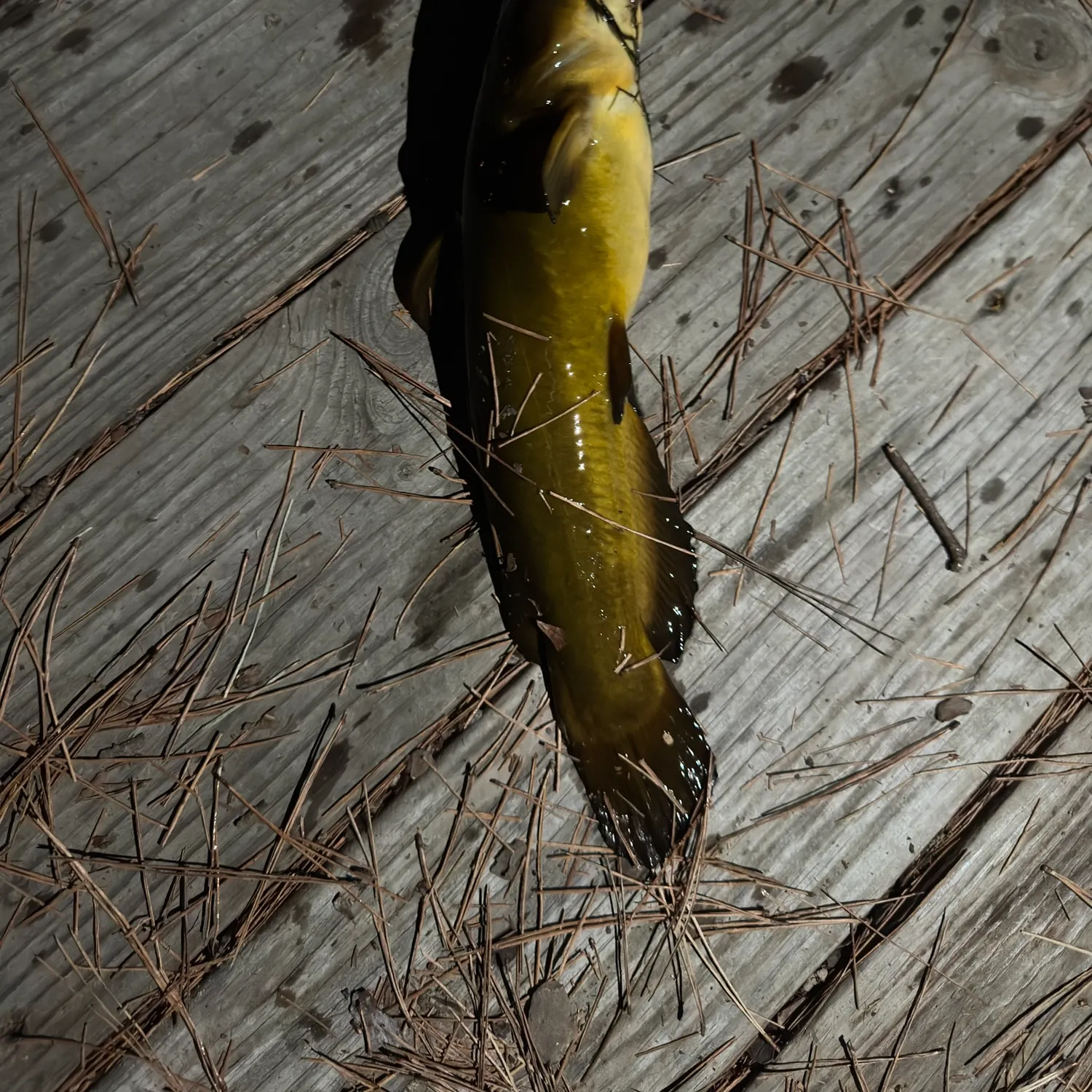 The most recent Black bullhead catches on Fishbrain
