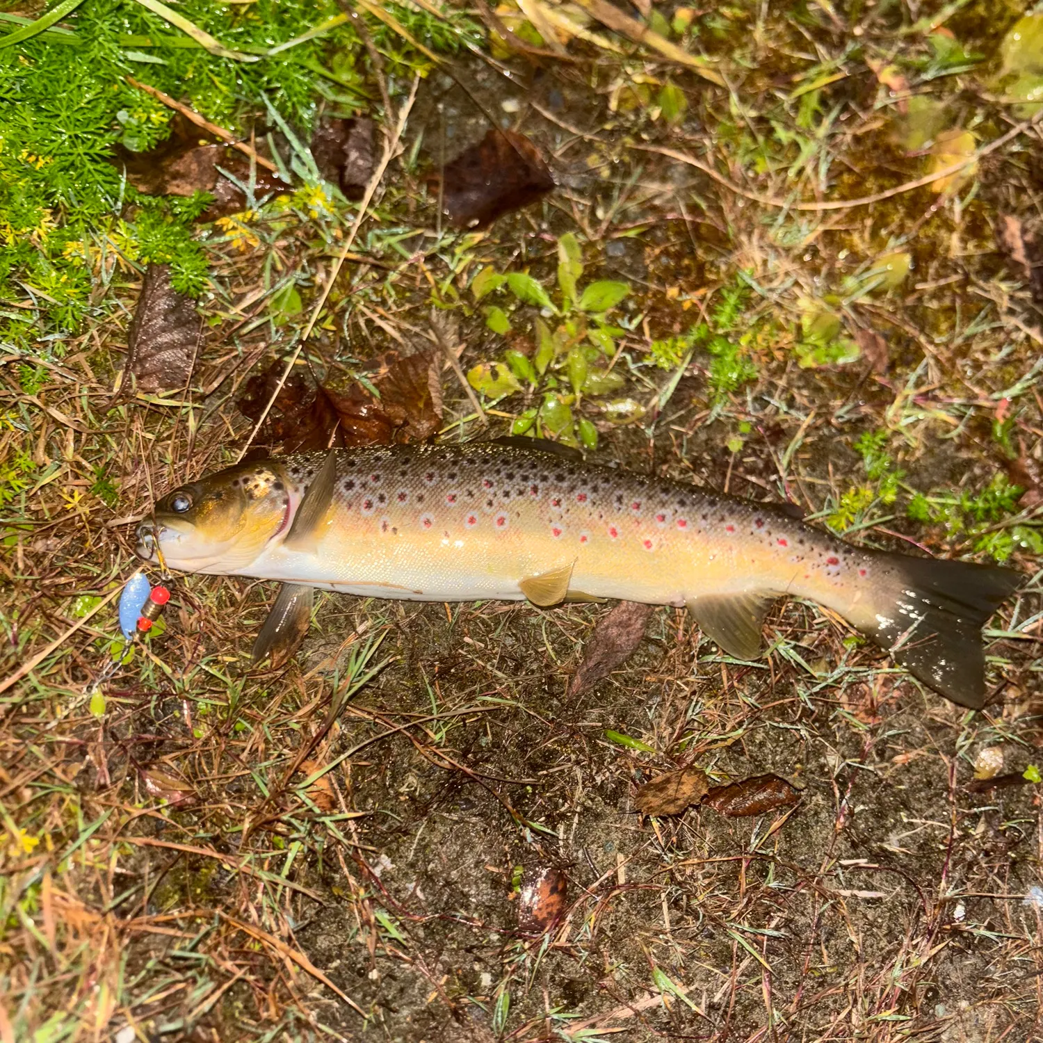 Brown trout caught on Fishbrain