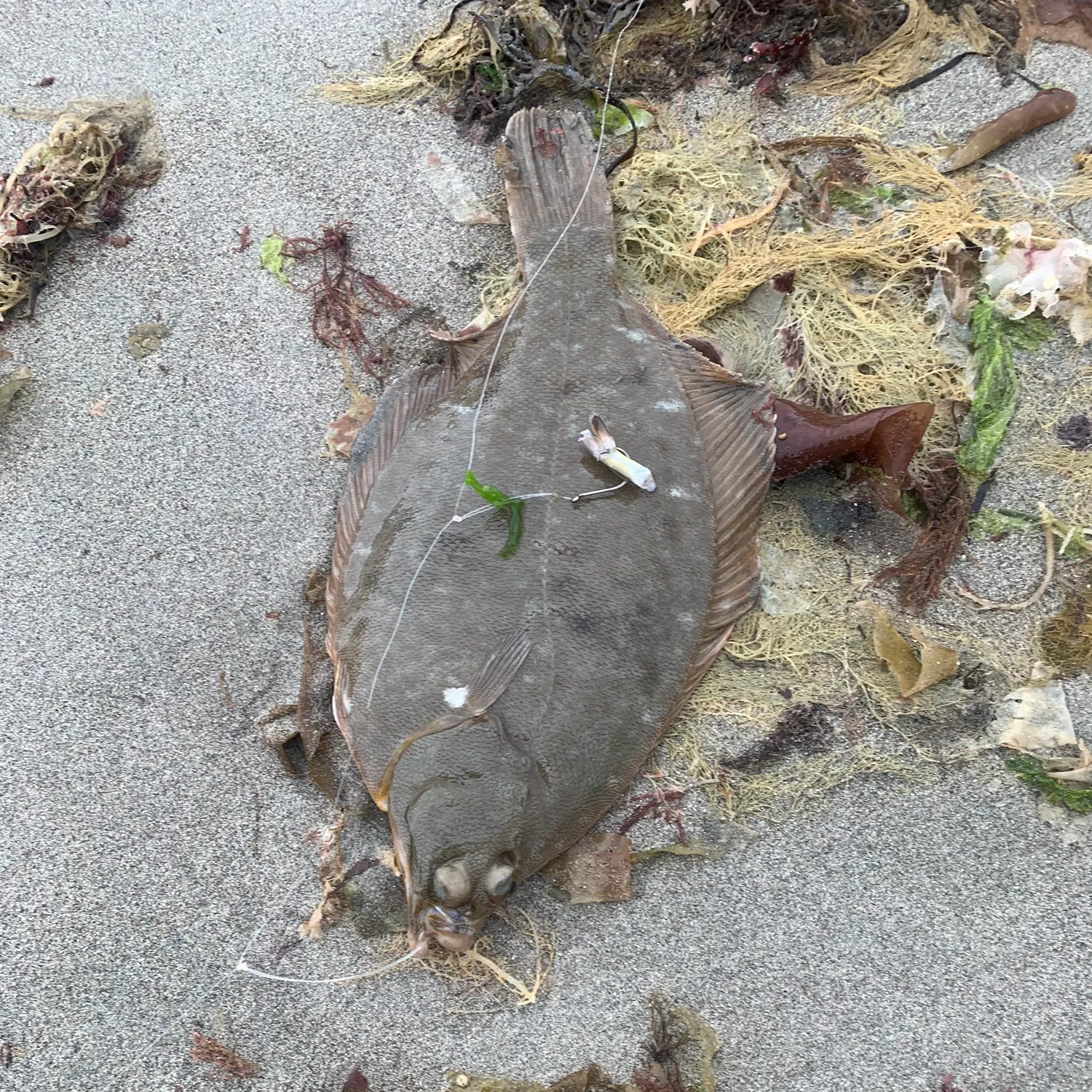 The most recent Winter flounder catches on Fishbrain