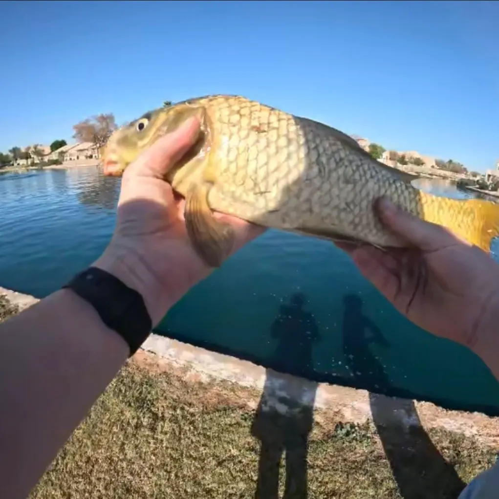 The most recent Ghost carp catches on Fishbrain