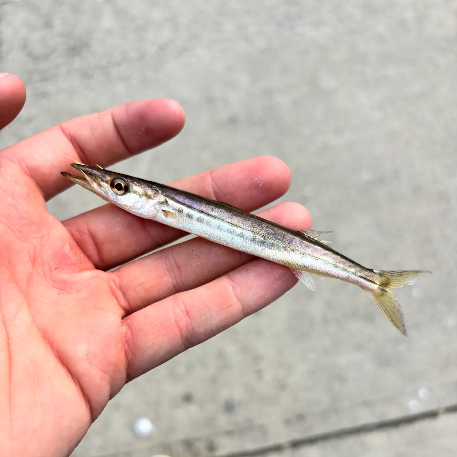 Northern sennet caught on Fishbrain