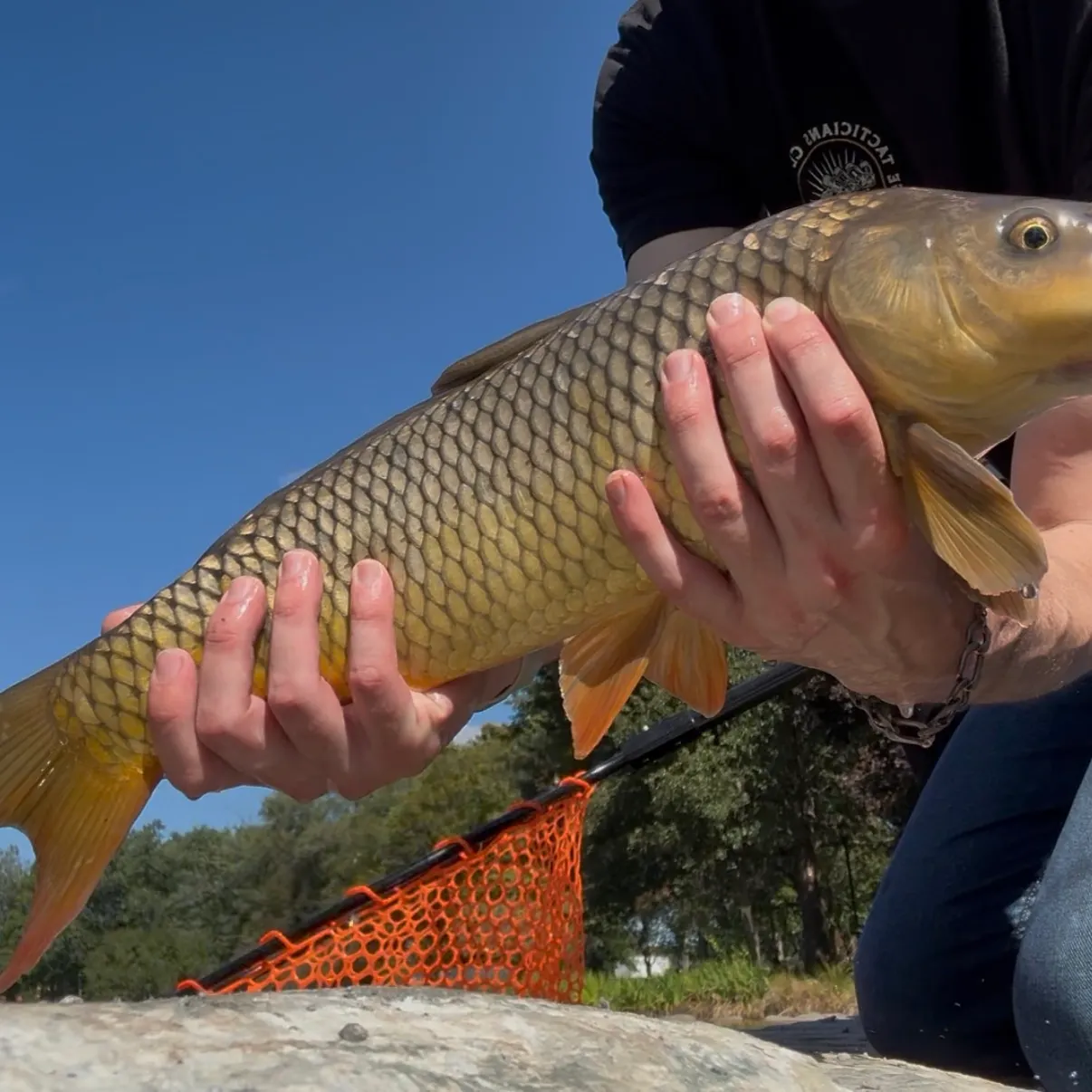 Common carp caught on Fishbrain