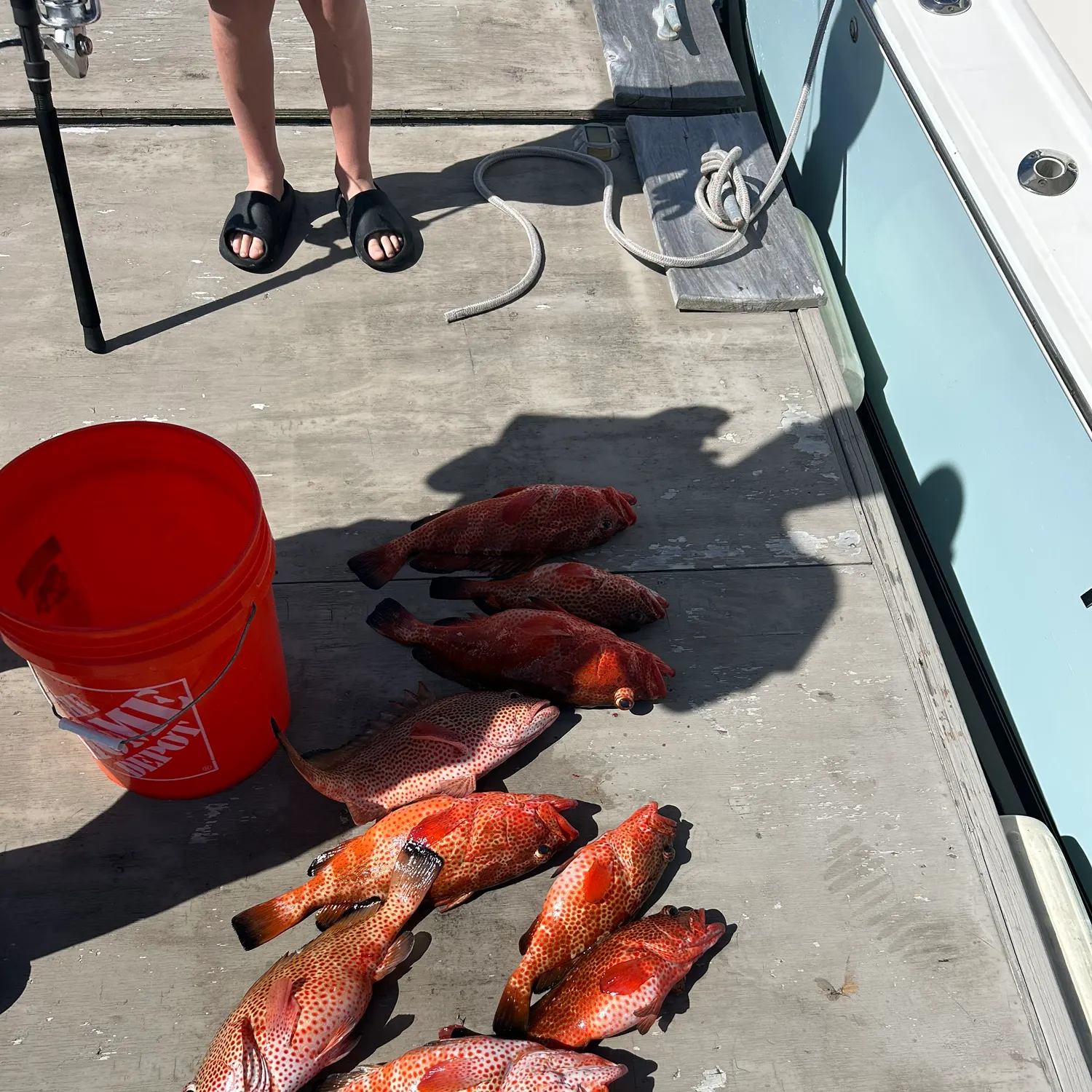 The most recent Red hind grouper catches on Fishbrain