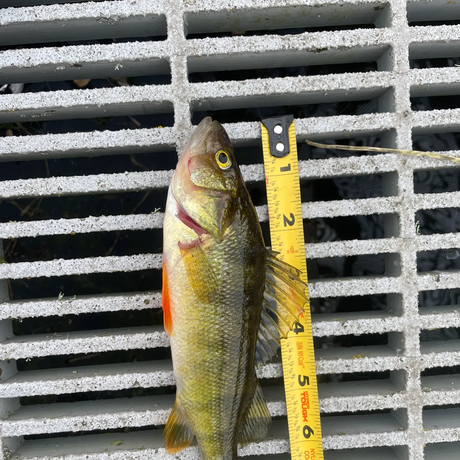 Yellow perch caught on Fishbrain