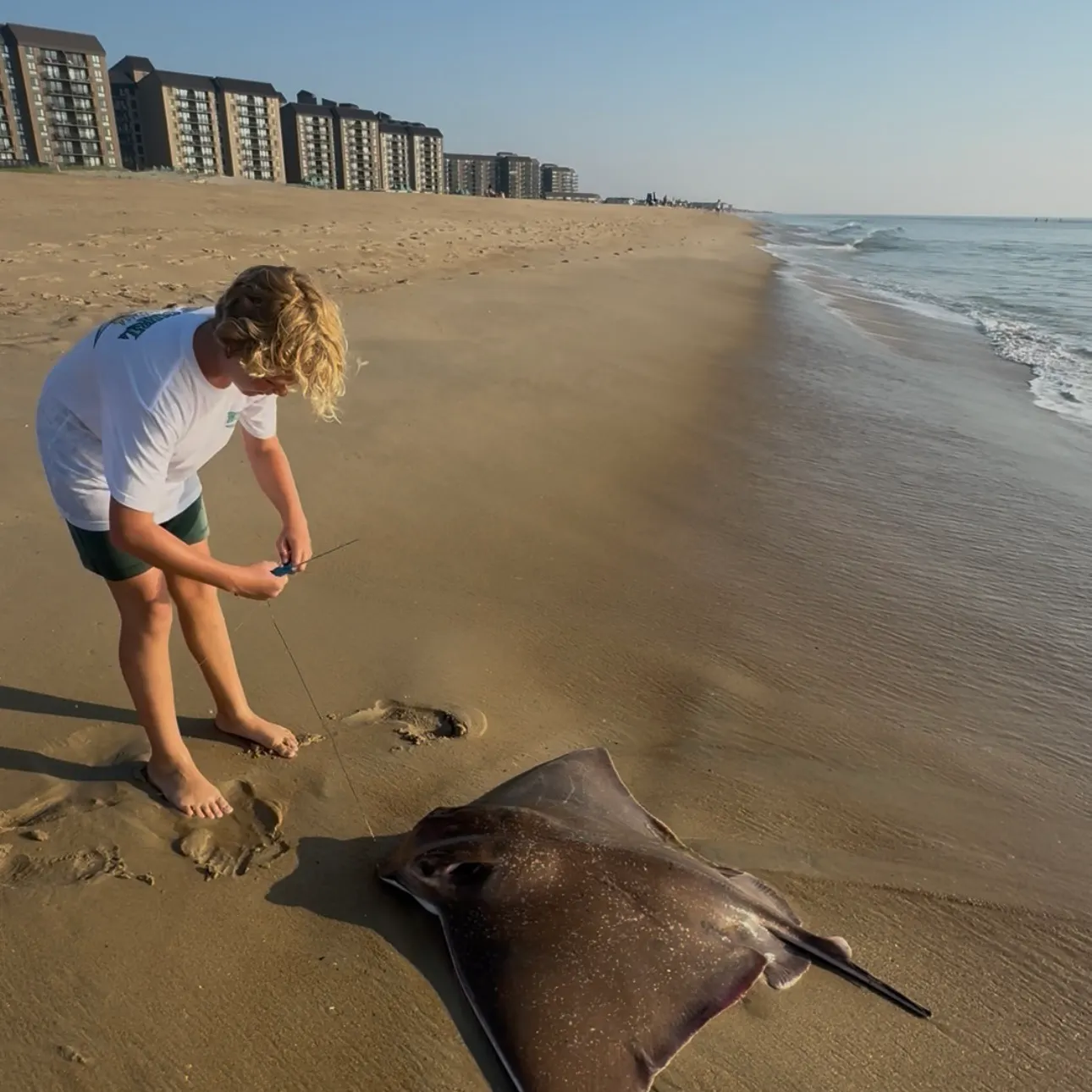 The most recent Bullnose eagle ray catches on Fishbrain