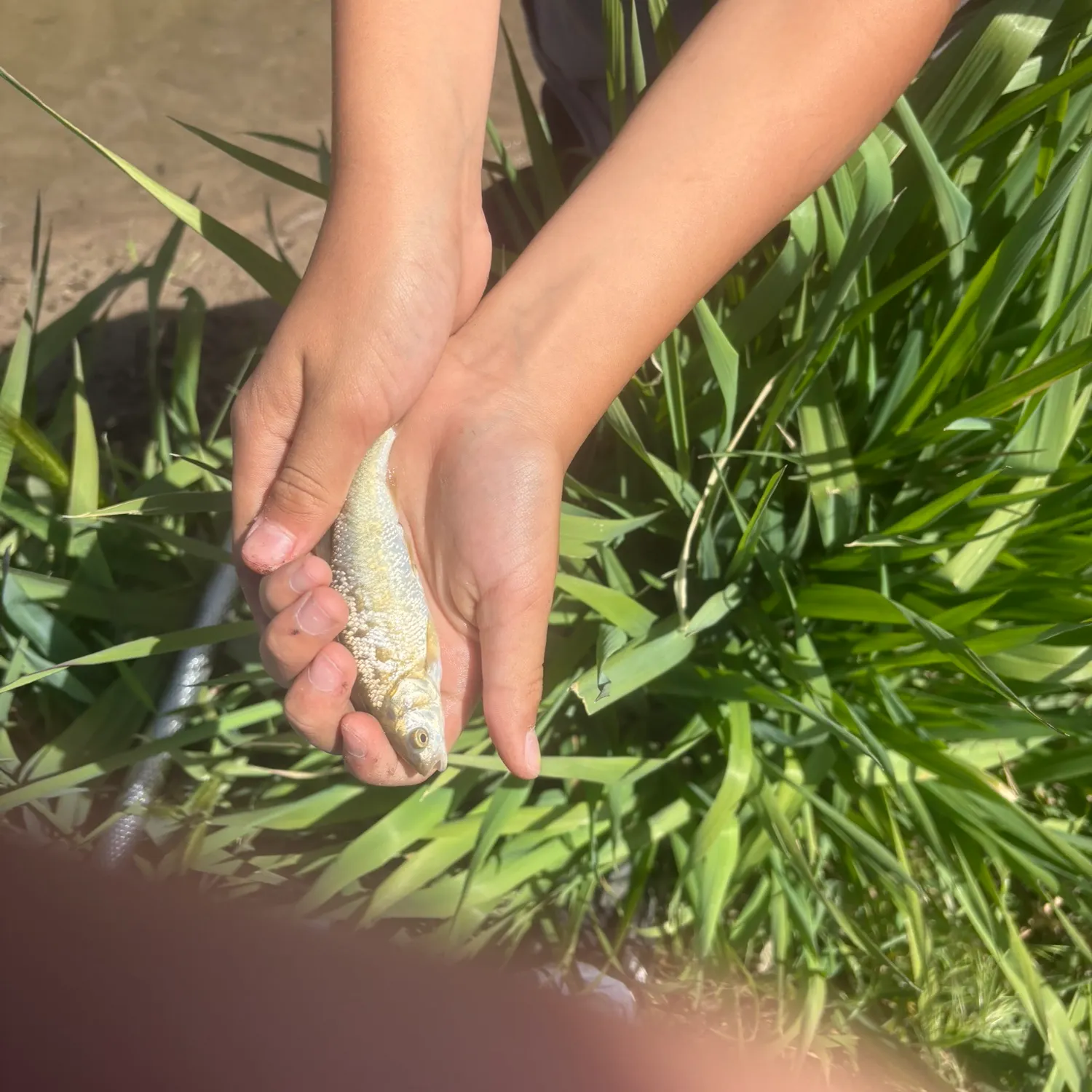 The most recent Utah chub catches on Fishbrain