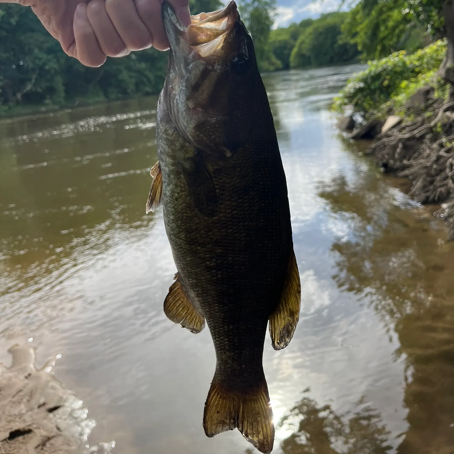 Smallmouth bass caught on Fishbrain