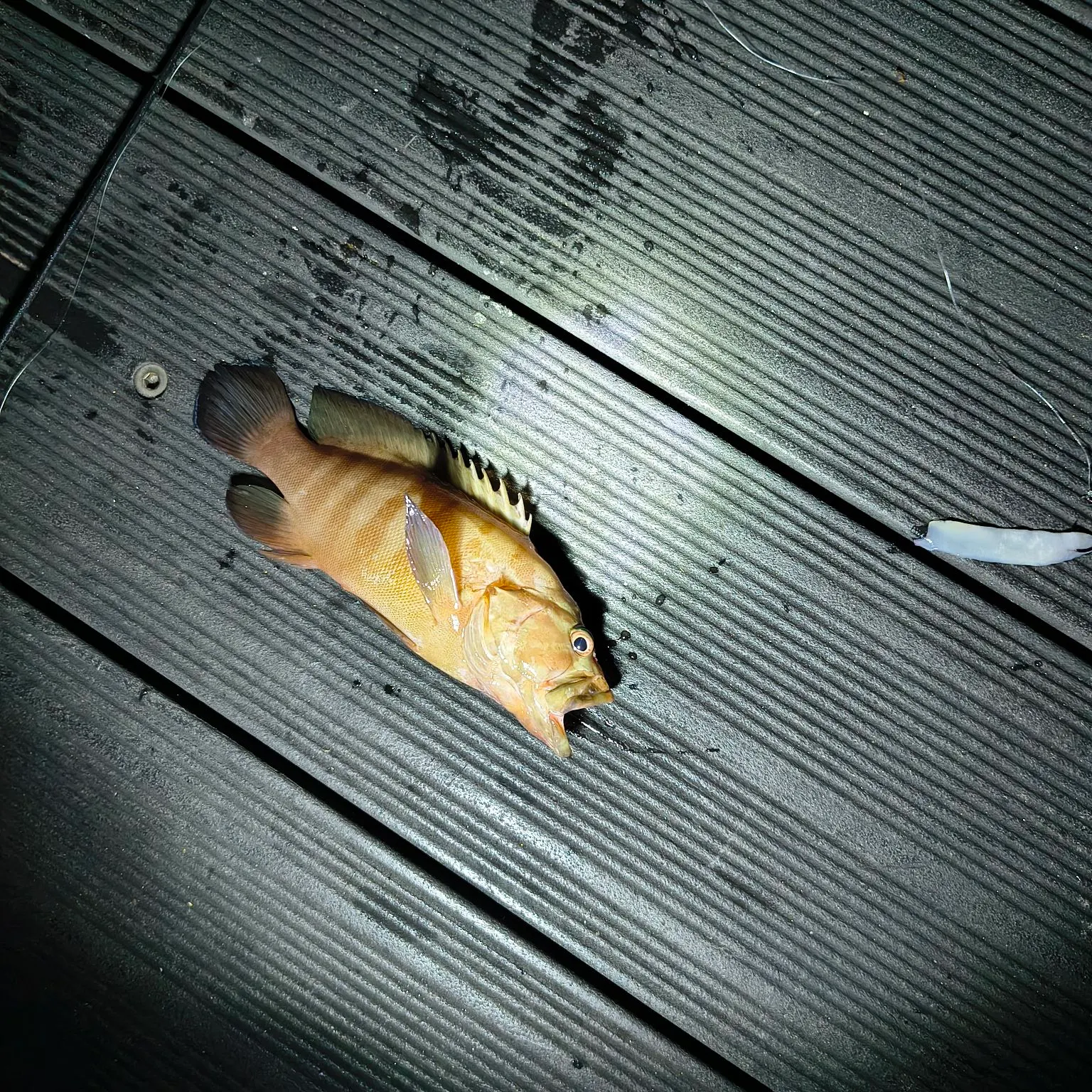 The most recent Chocolate hind catches on Fishbrain