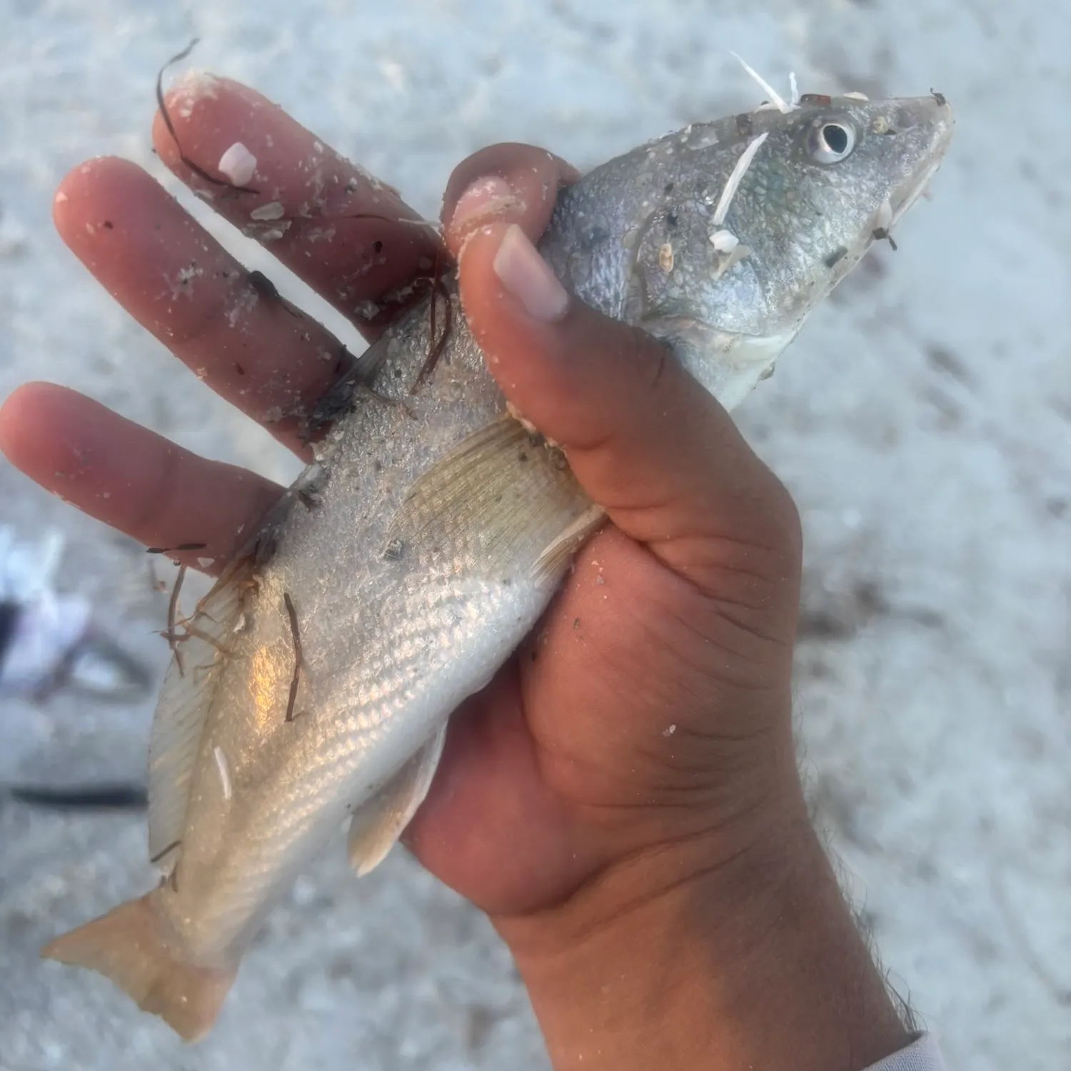 The most recent Gulf kingcroaker catches on Fishbrain